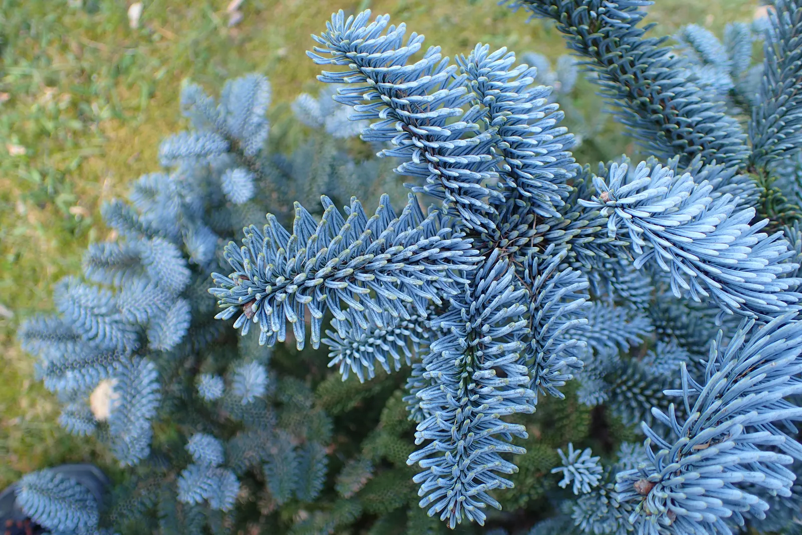 Noble Fir (Abies Procera) — influencing the selection and placement of understory plantings; which make it a noble choice for estate gardens or public parks