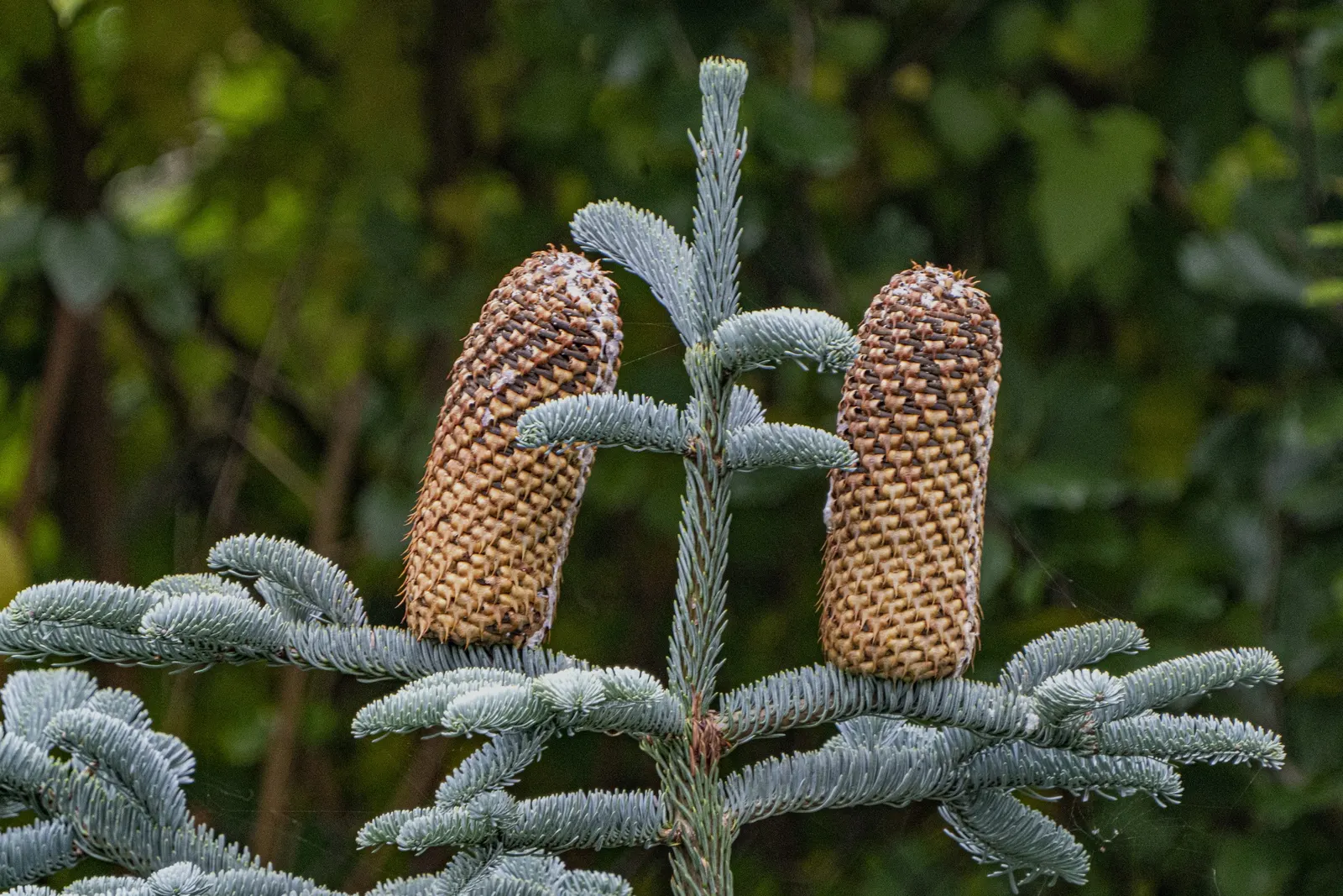 Noble Fir (Abies Procera) — renown for its symmetrical shape and dense