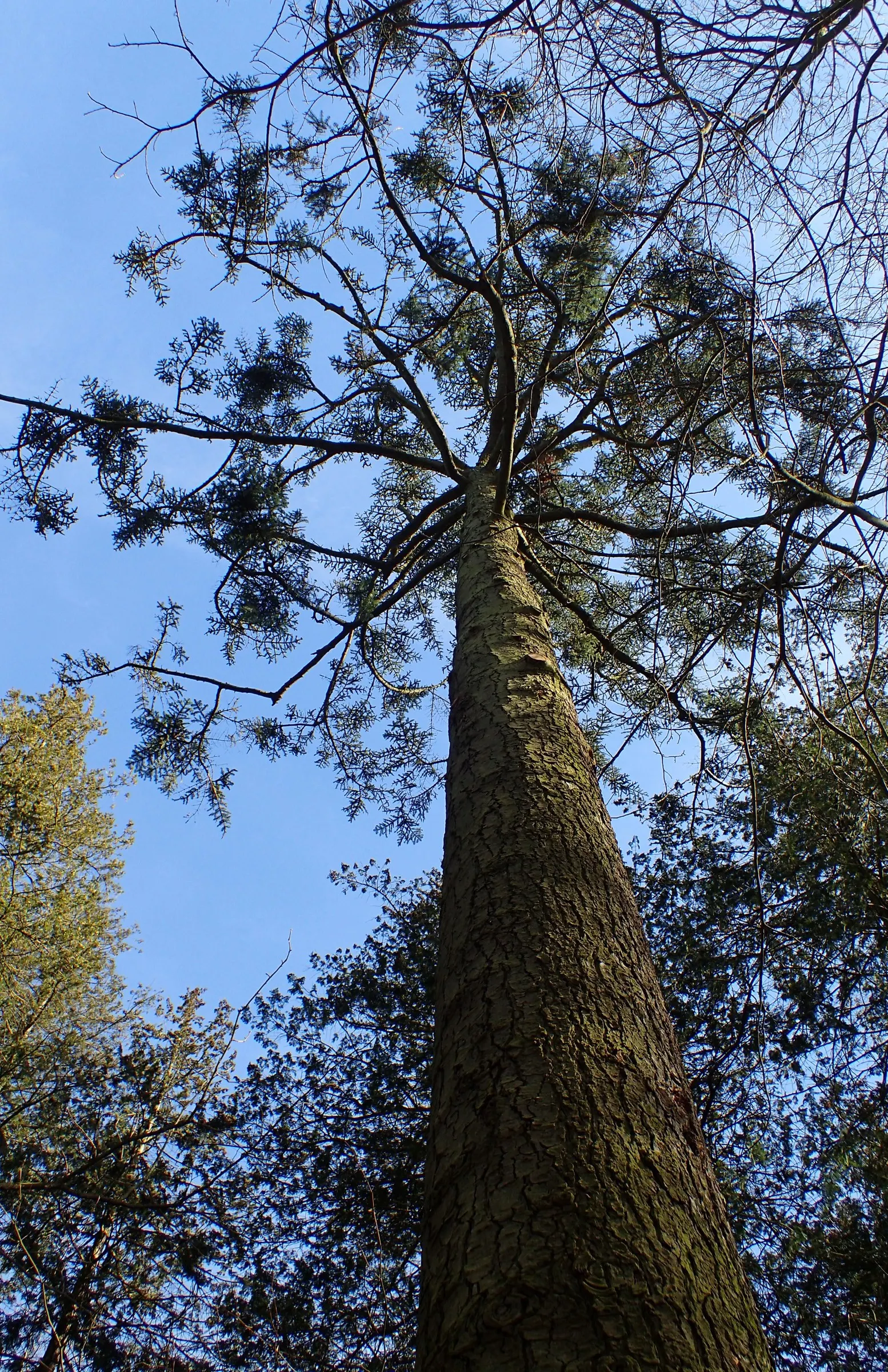 Noble Fir (Abies Procera) — The Noble Fir (Abies procera) is a majestic evergreen