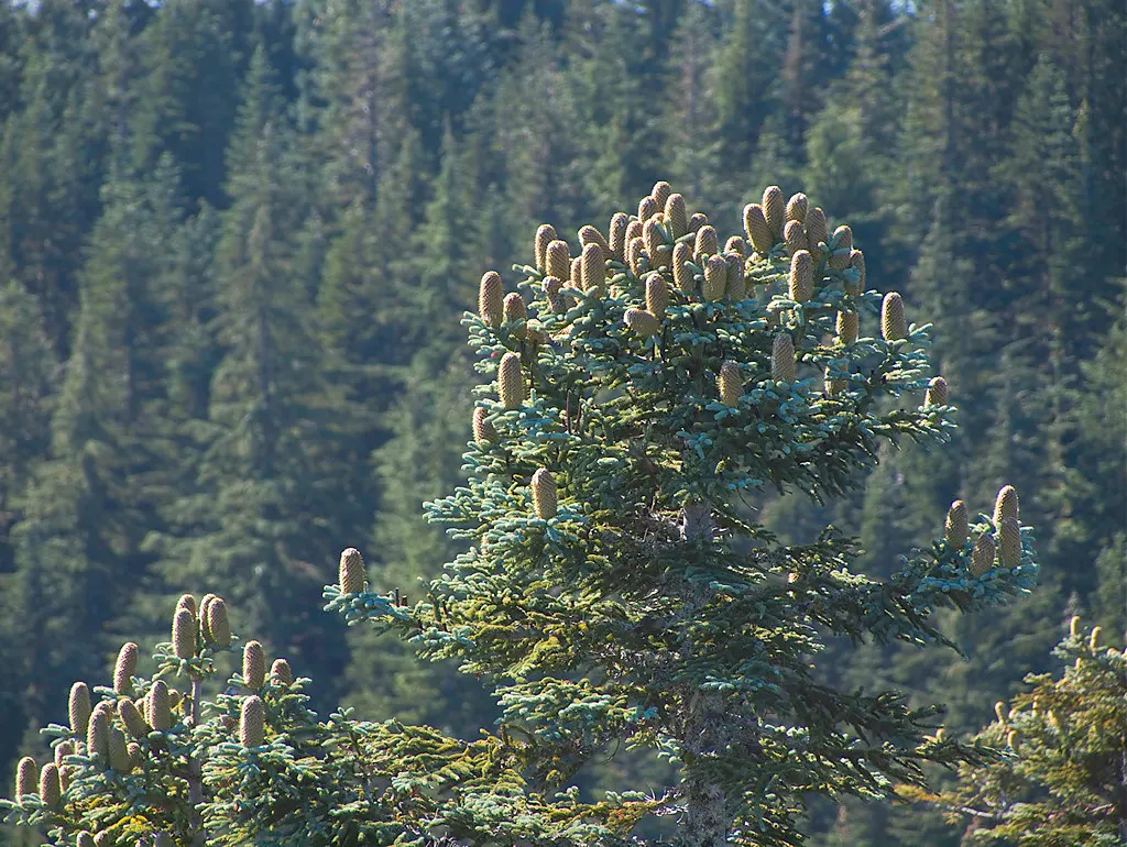 Noble Fir (Abies Procera) — acidic soil and full sun exposure to thrive; the Noble Fir (Abies procera) is a majestic evergreen