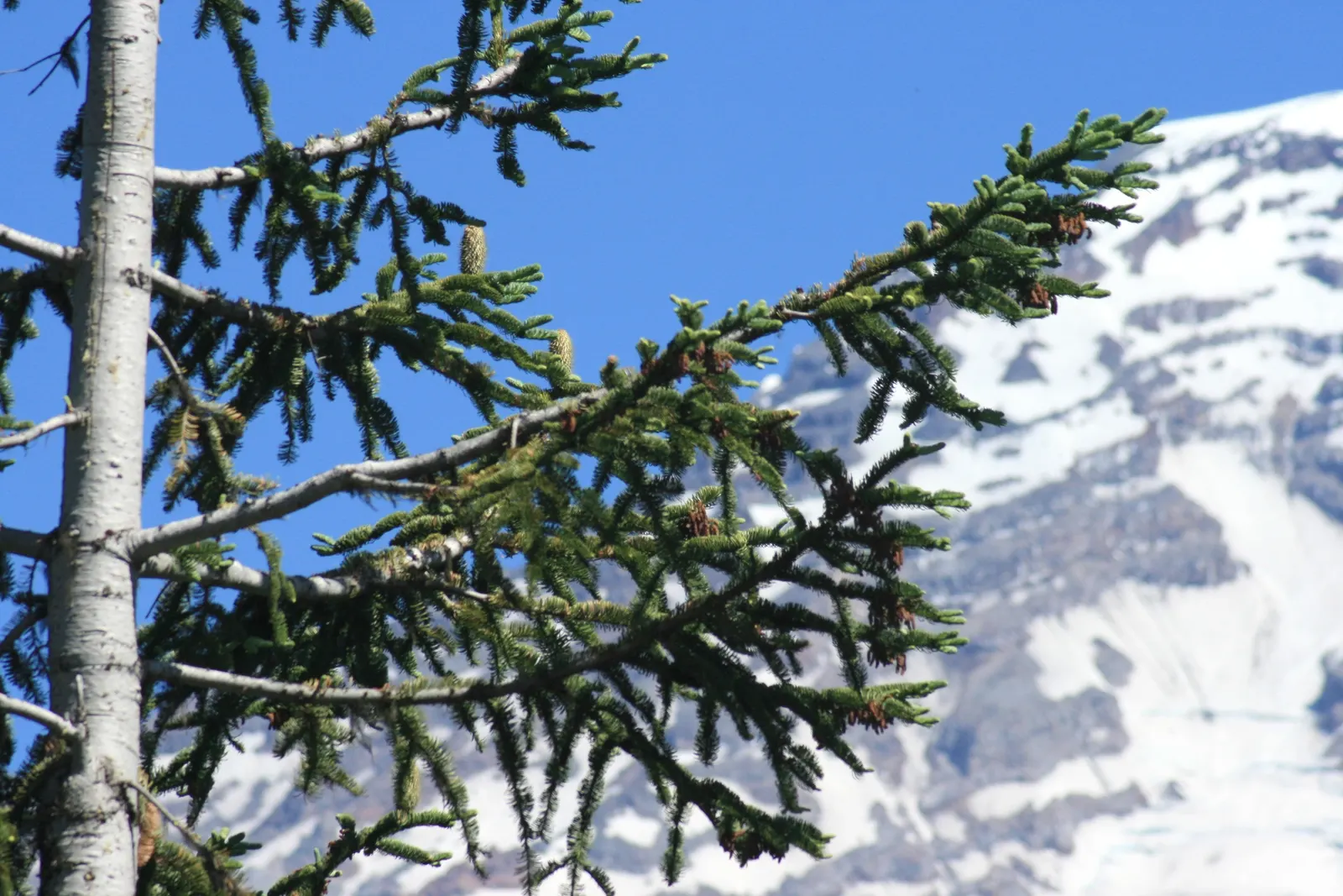 Noble Fir (Abies Procera) — which grow upright on the branches