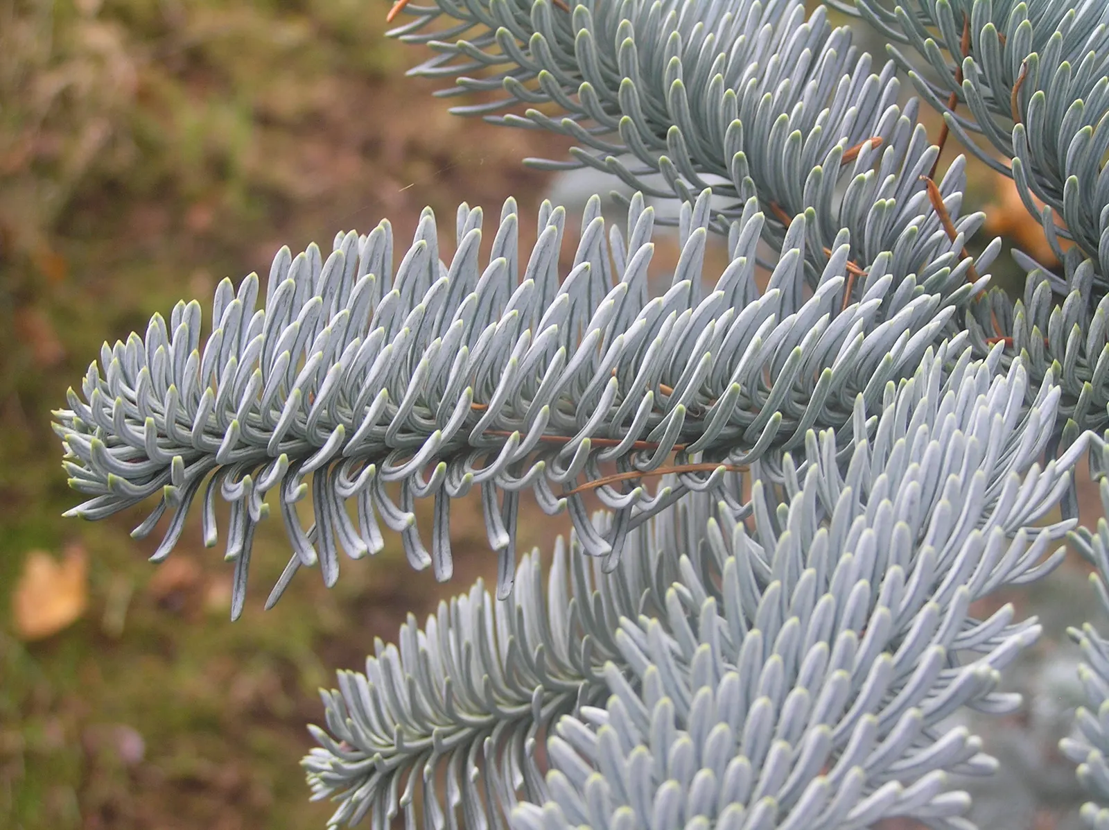 Noble Fir (Abies Procera) — it typically grows 40-70 feet
