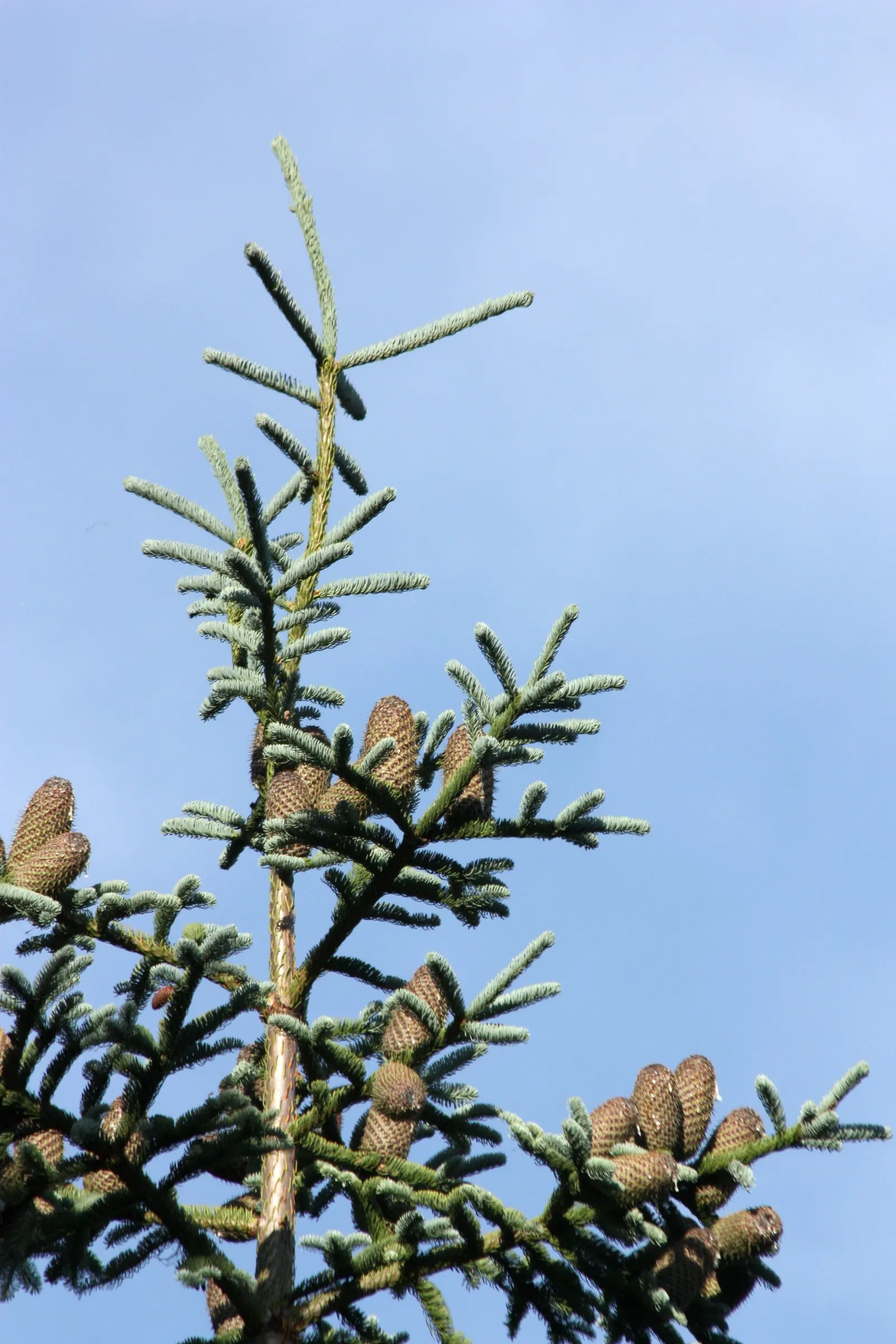 Noble Fir (Abies Procera) — consider its need for well-drained