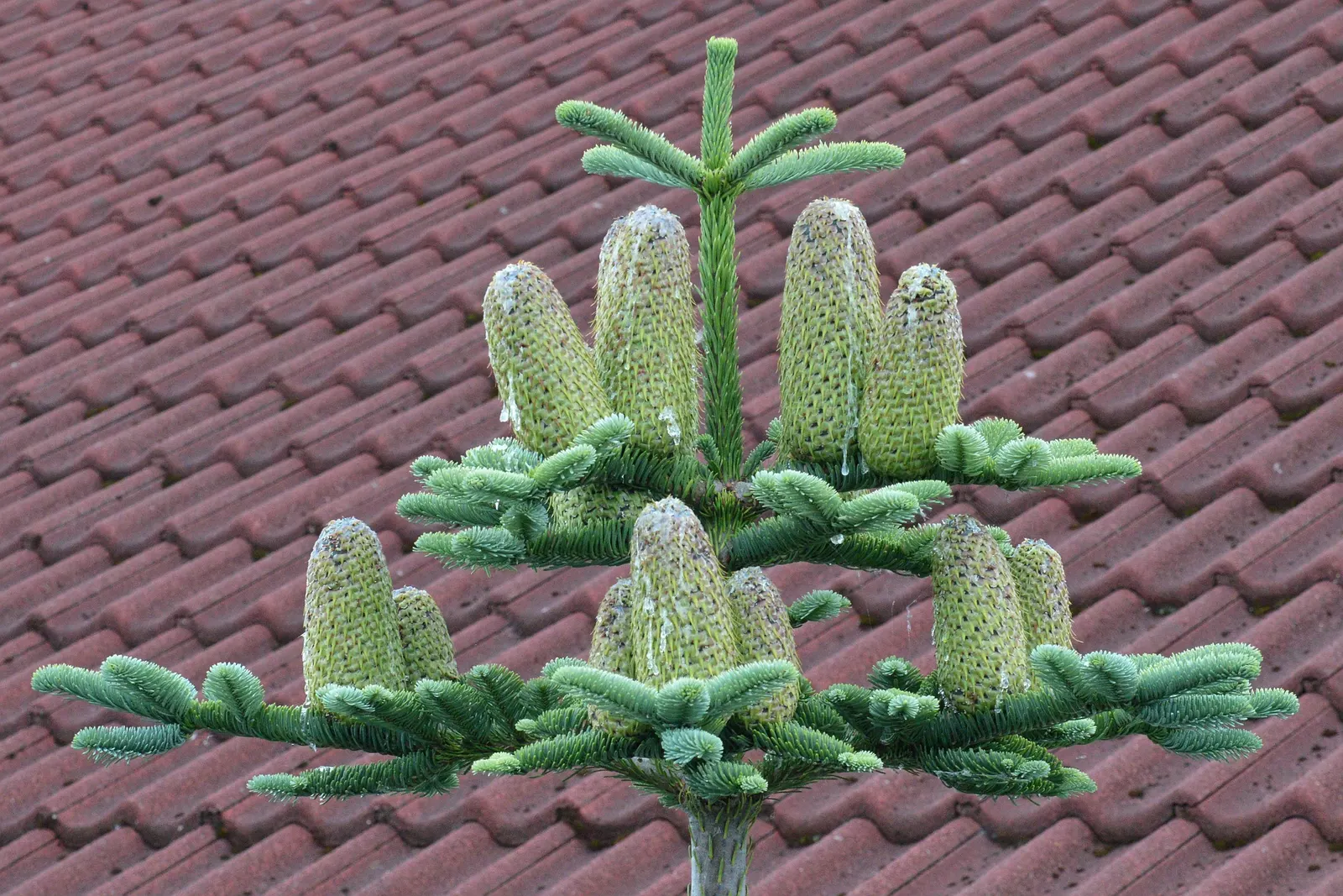 Noble Fir (Abies Procera) — This coniferous giant may reach up to 230 feet tall in its native habitat