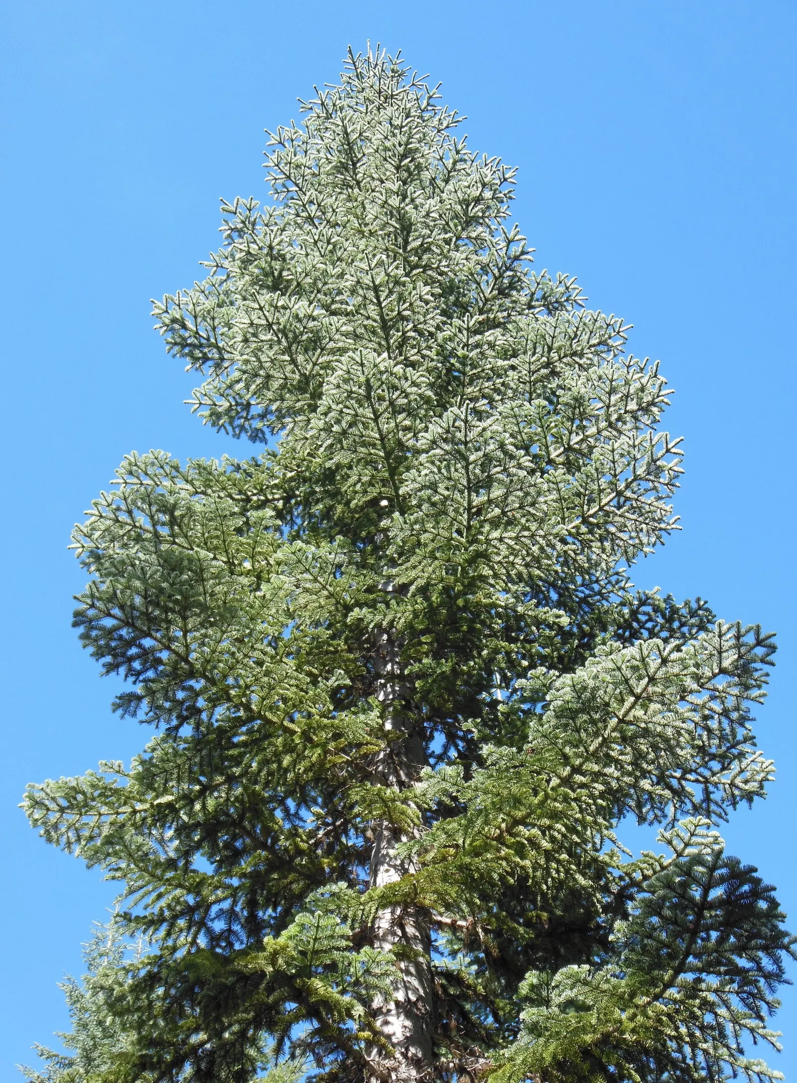 Noble Fir (Abies Procera) — conifer / tree for full