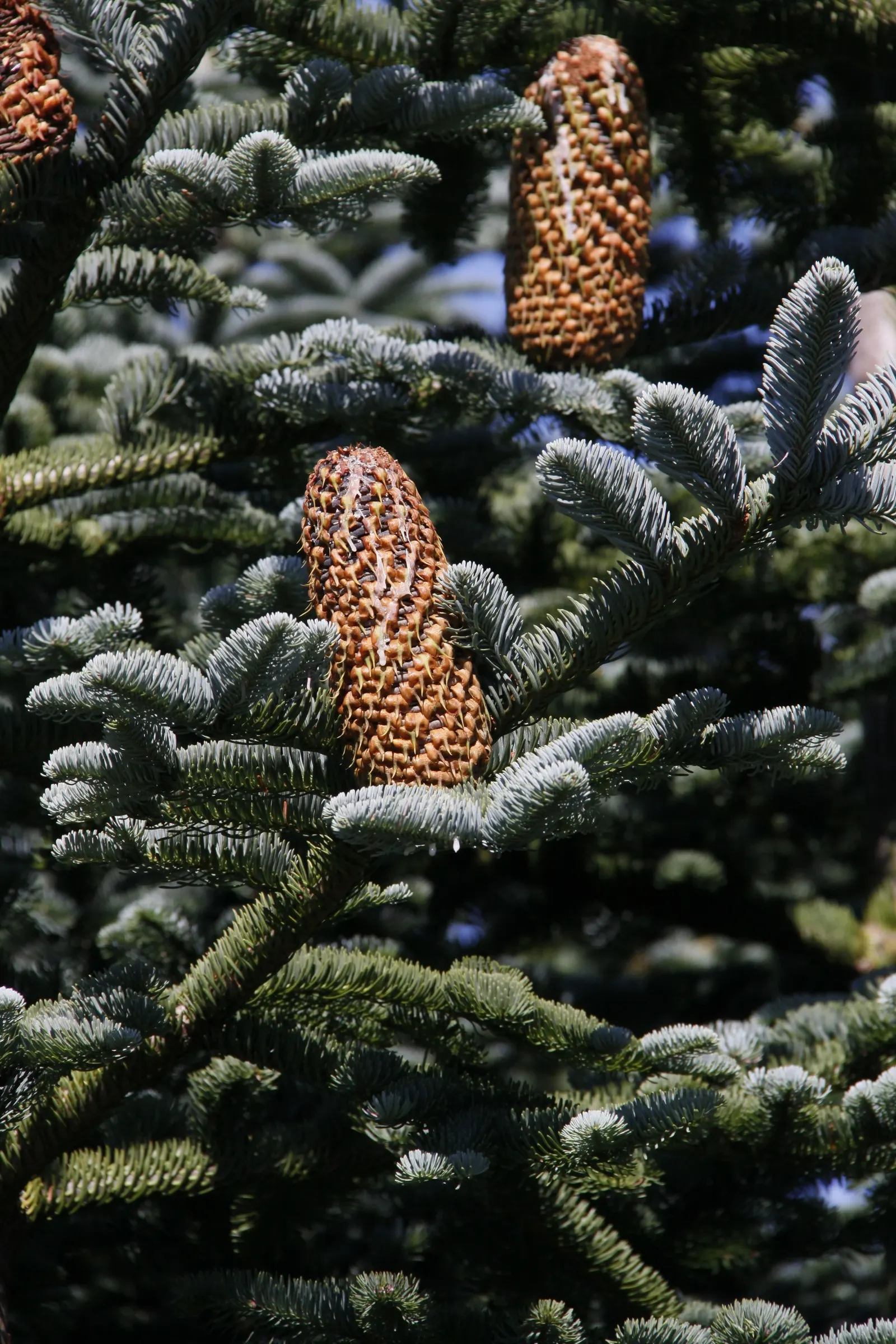 Noble Fir (Abies Procera) — and typically reach lengths of 4 to 6 inches