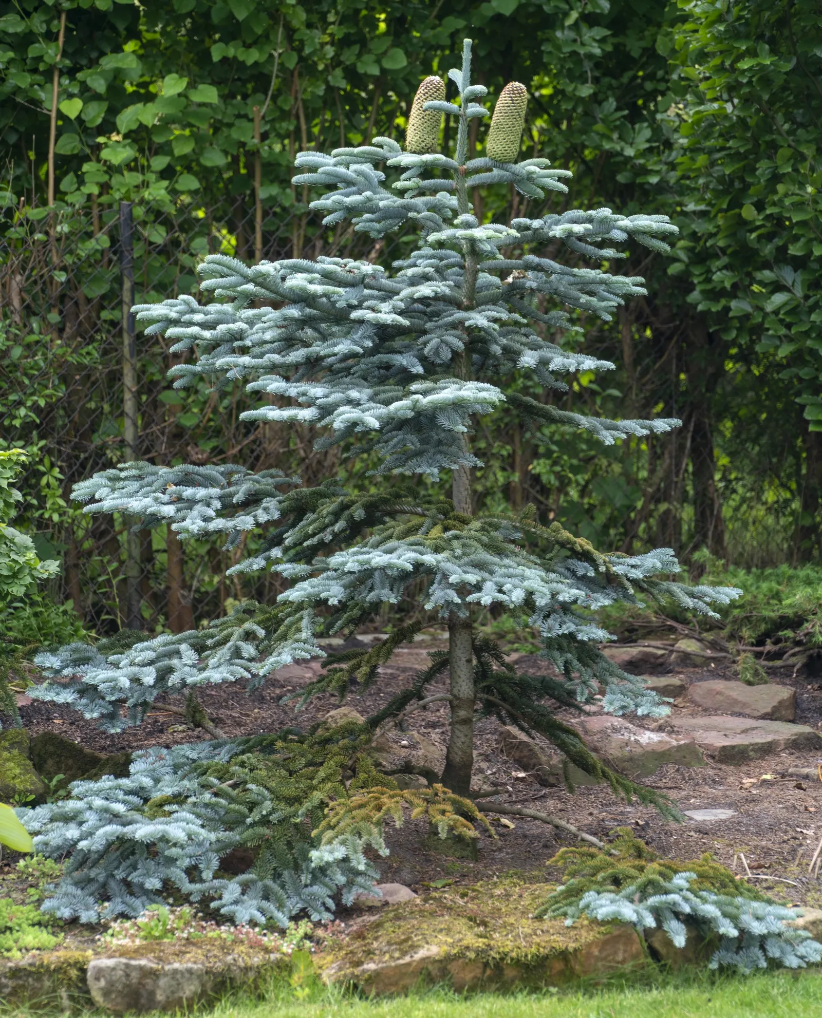 Noble Fir (Abies Procera) — This coniferous giant may reach up to 230 feet tall in its native habitat; hardy in USDA zones 5-6, it demonstrates considerable