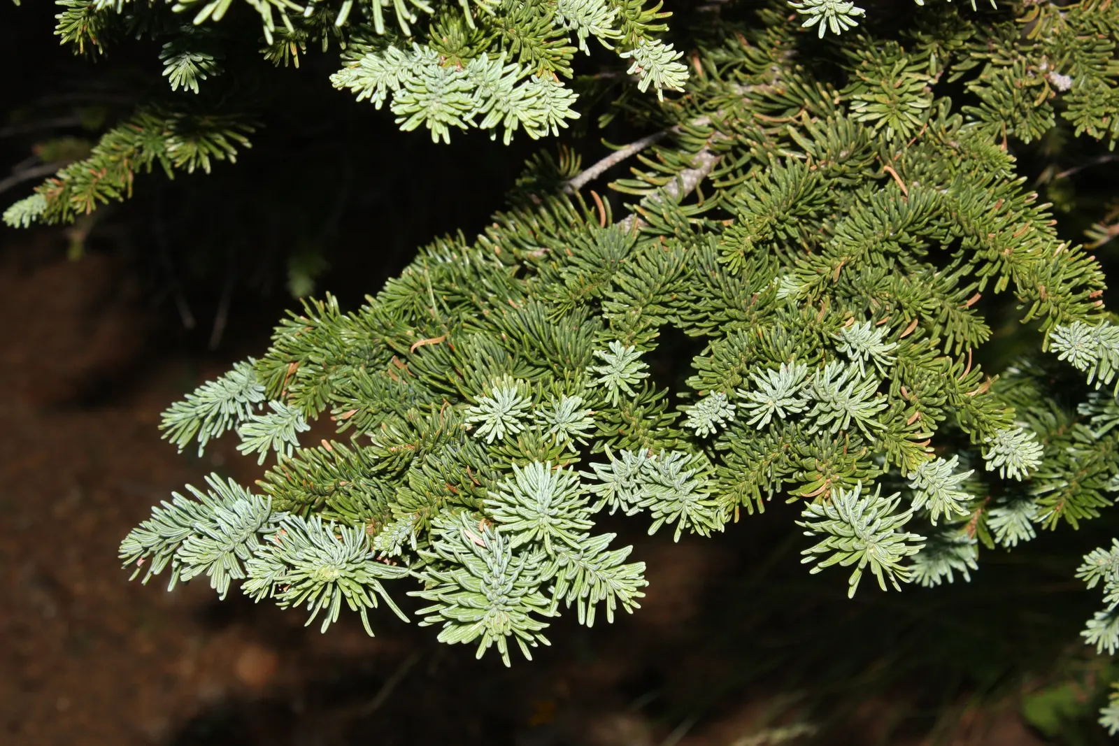 Noble Fir (Abies Procera) — yet sturdy texture which along with its dense, image 35