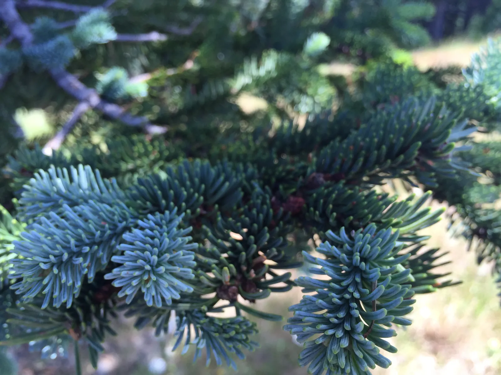 Noble Fir (Abies Procera) — which make it a noble choice for estate gardens or public parks seeking a stately evergreen focal point