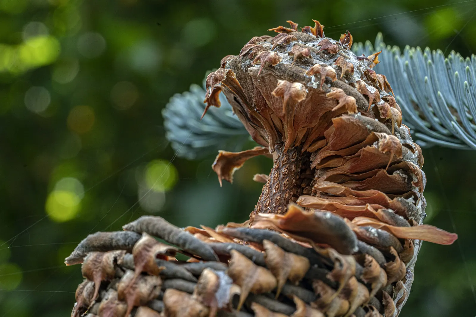 Noble Fir (Abies Procera) — influencing the selection and placement of understory plantings