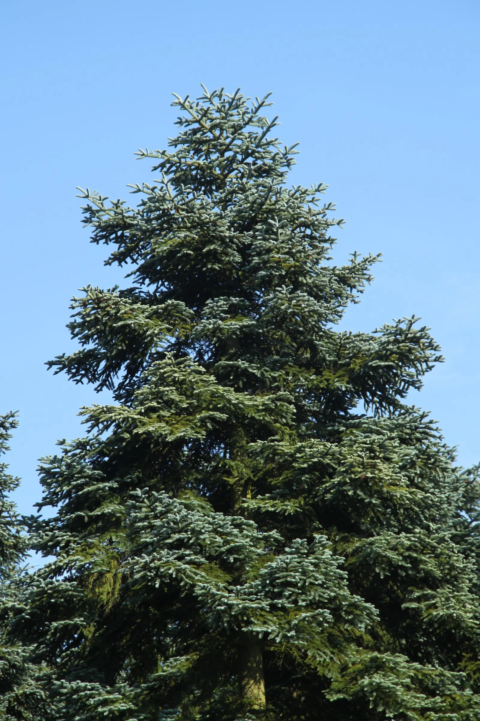 Noble Fir (Abies Procera) — conical shape and robust stature; renowned for its symmetrical