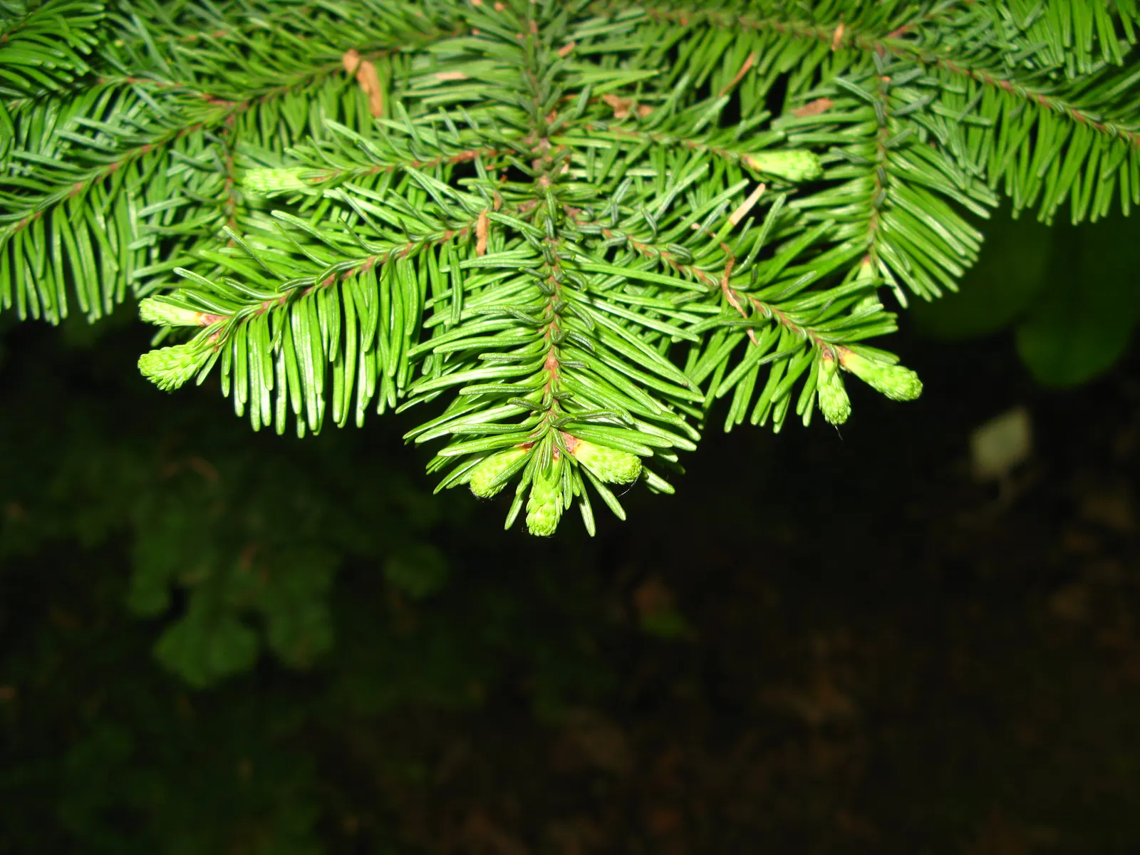 Noble Fir (Abies Procera) — and are uniquely arranged in a spiral fashion; with horizontal branches, the tree provides elegant, tiered structure and requires a