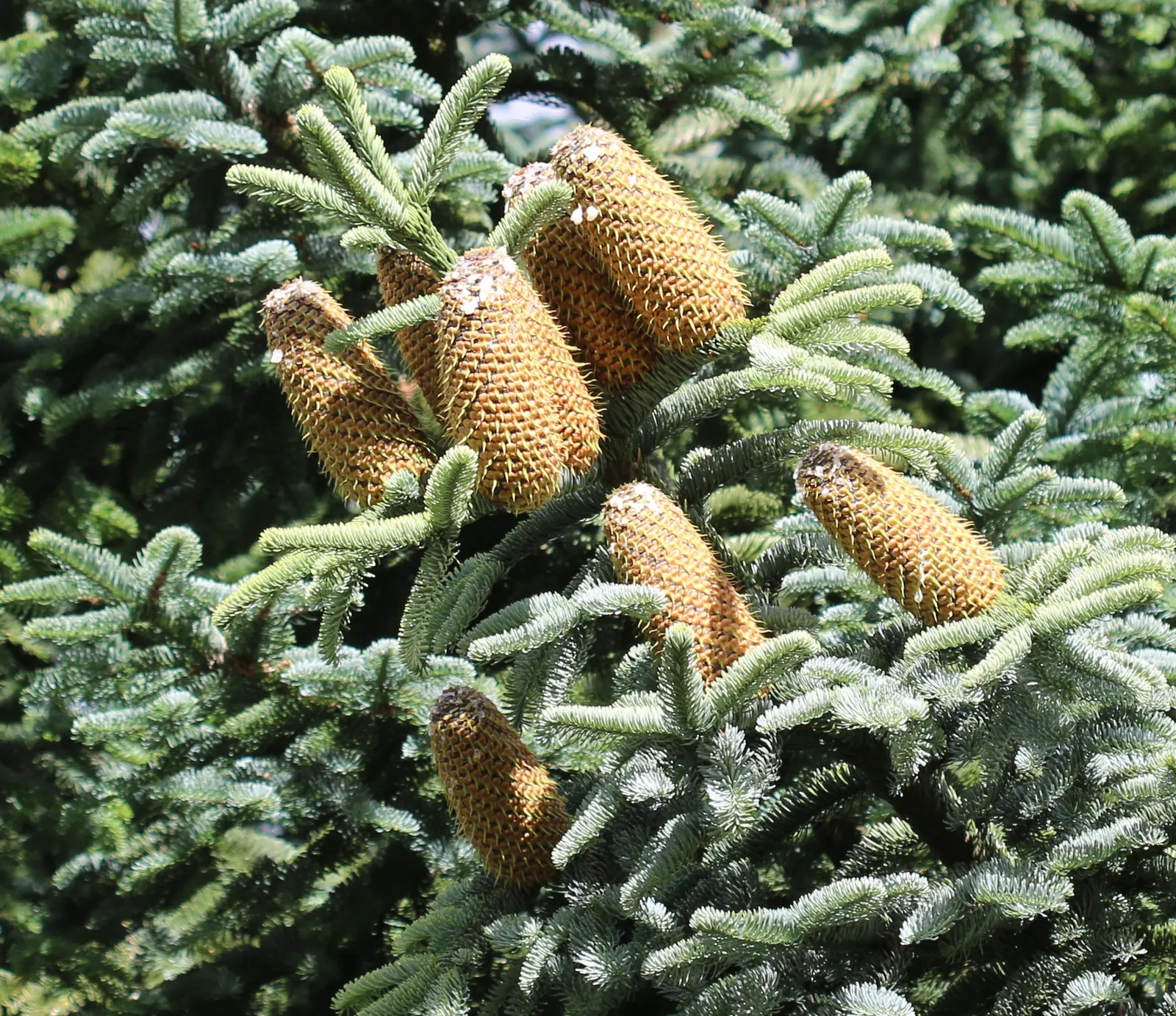 Noble Fir (Abies Procera) — and are uniquely arranged in a spiral fashion