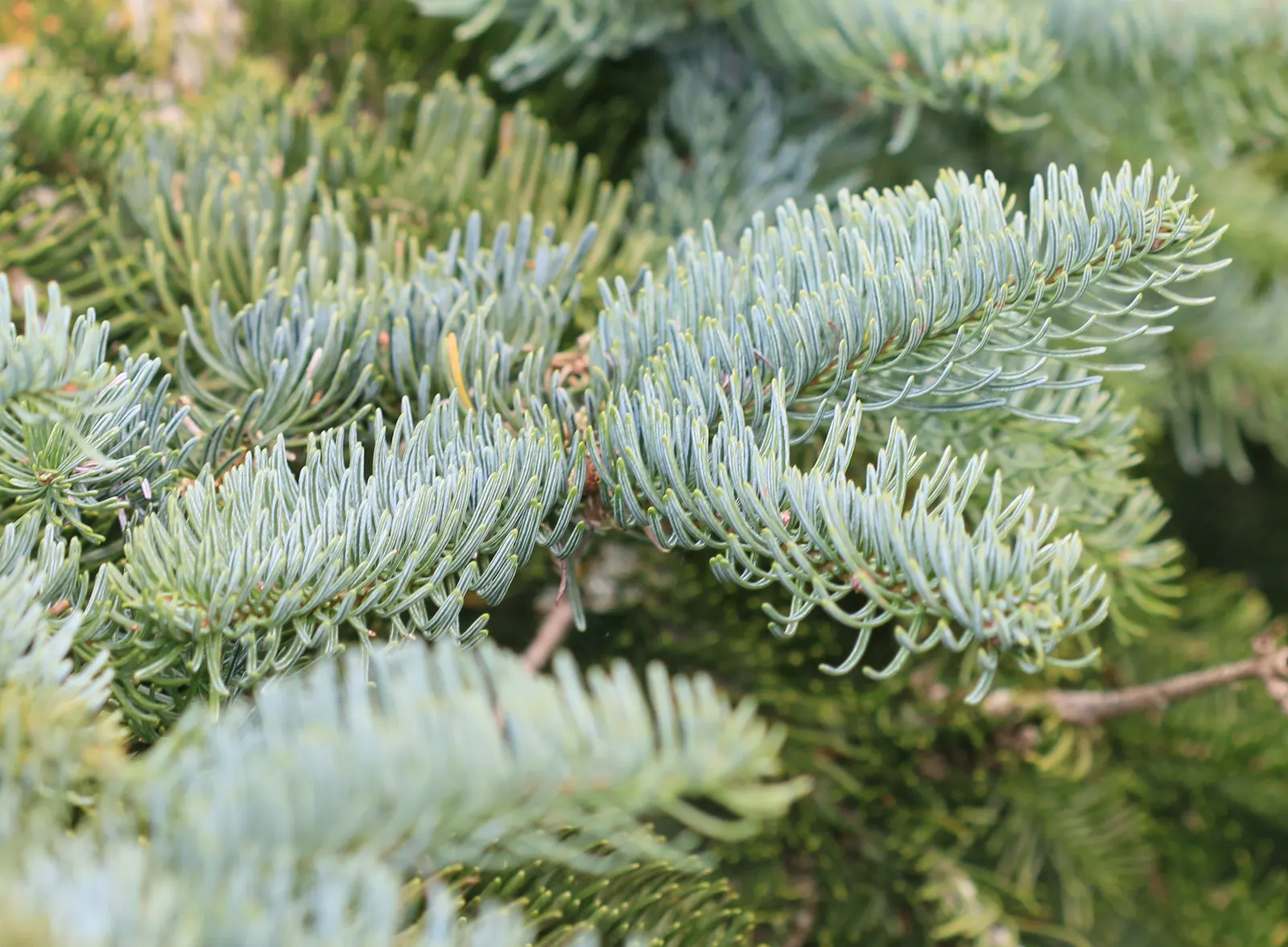 Noble Fir (Abies Procera) — These cones add a decorative element