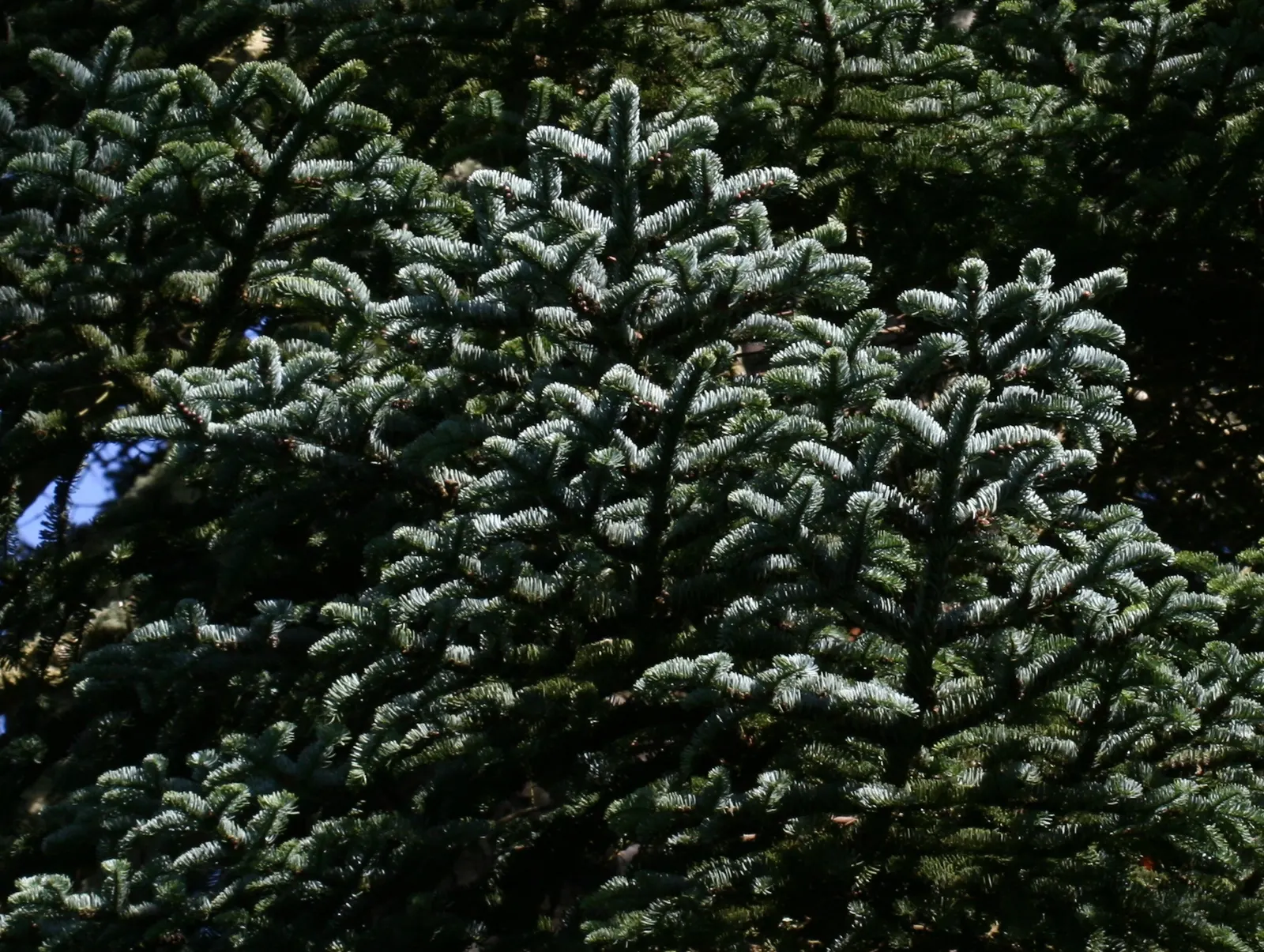 Noble Fir (Abies Procera) — Hardy in USDA zones 5-6, it demonstrates considerable cold resistance and requires moderate moisture; conical shape and robust