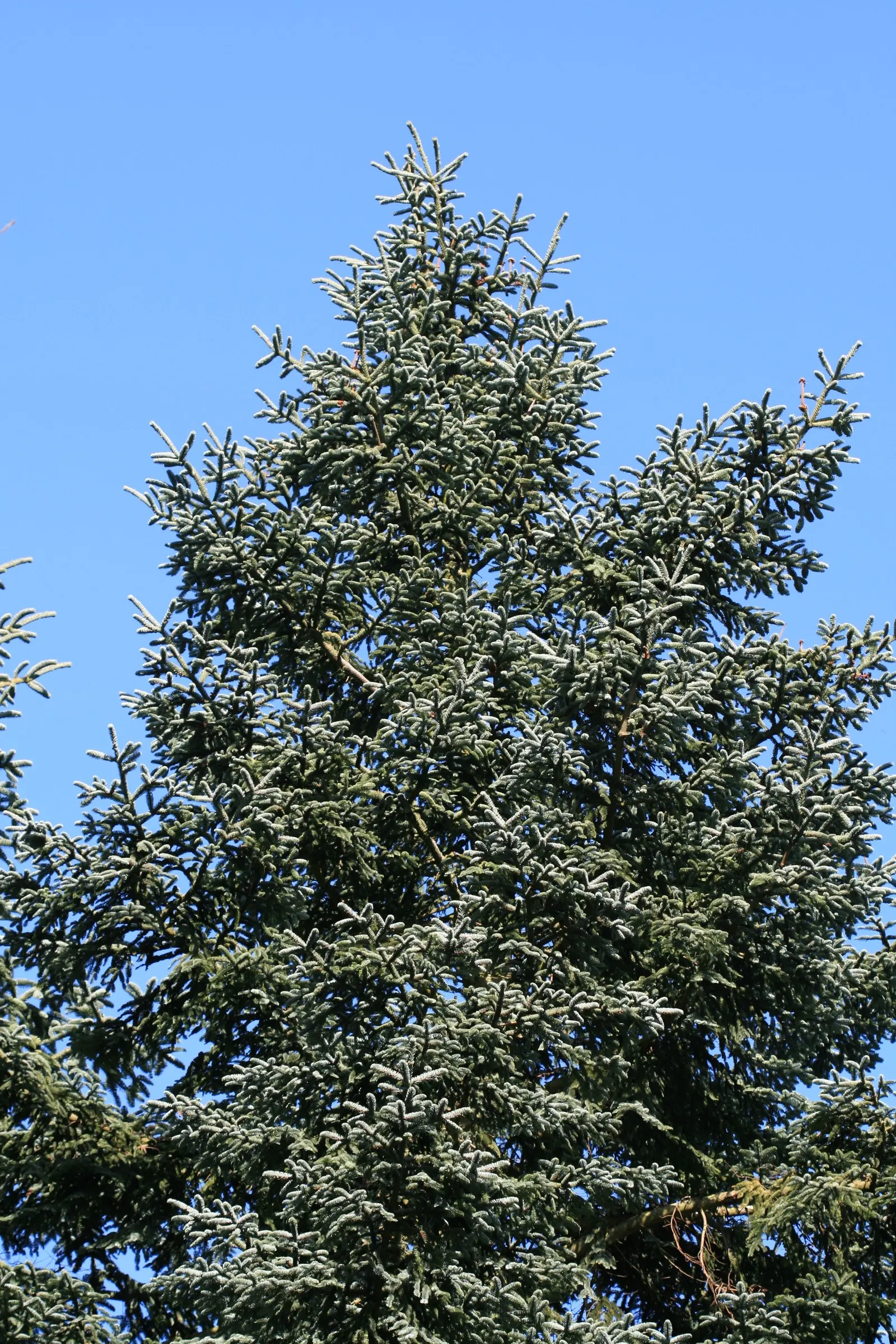 Noble Fir (Abies Procera) — These cones add a decorative element; measuring approximately 1 inch in length