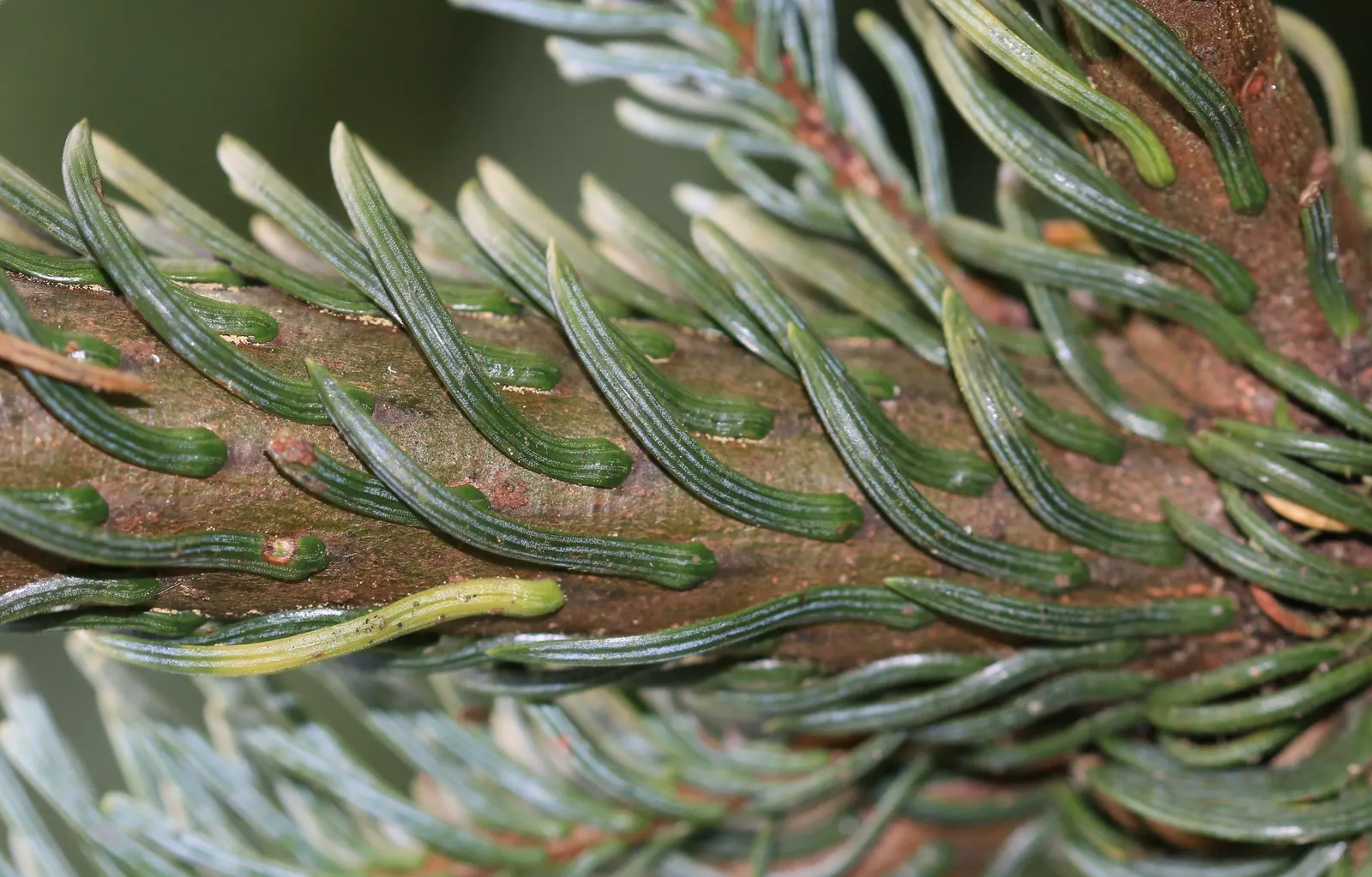 Noble Fir (Abies Procera) — This impressive species is also celebrated for its longevity and low maintenance