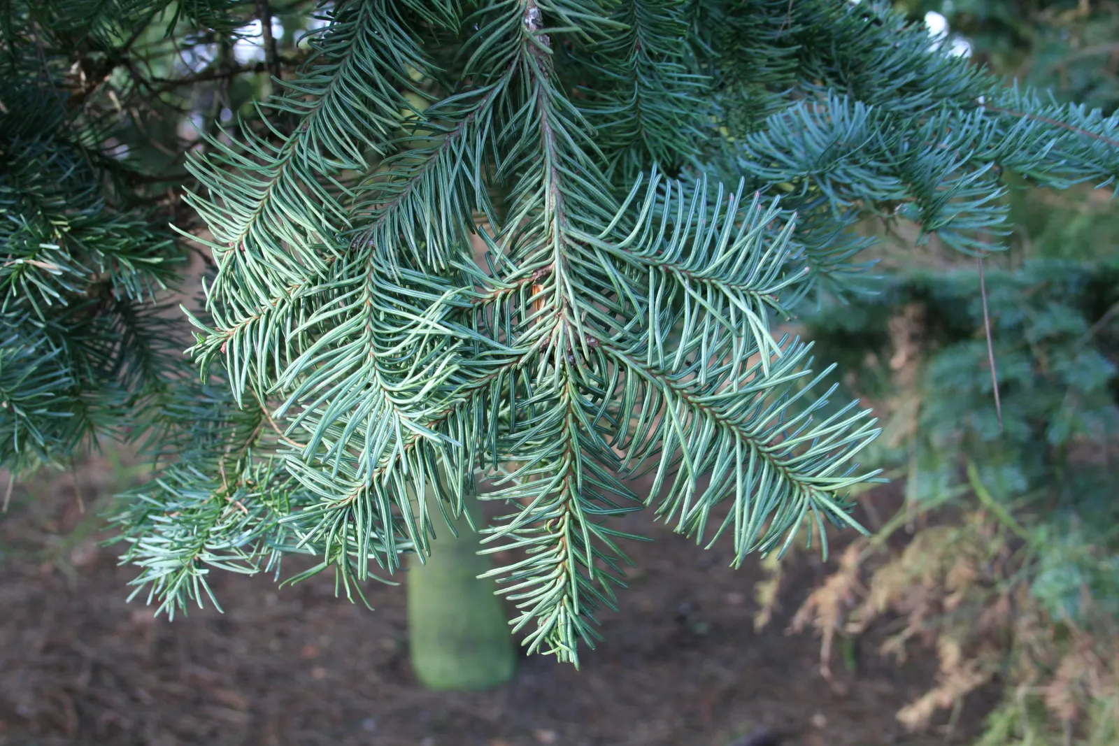 Noble Fir (Abies Procera) — Hardy in USDA zones 5-6, it prefers full sun to partial shade and well-drained soil; consider its need for well-drained