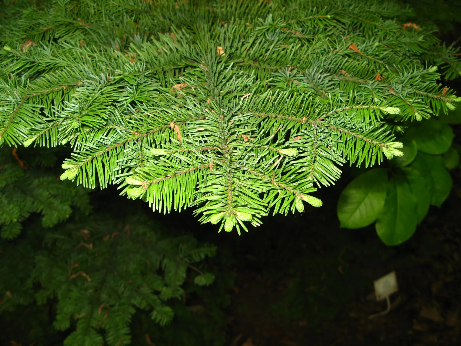 Noble Fir (Abies Procera) — the renowned tree can reach soaring heights of 200 to 230 feet with a robust diameter between 3 to 6 feet; and typically reach