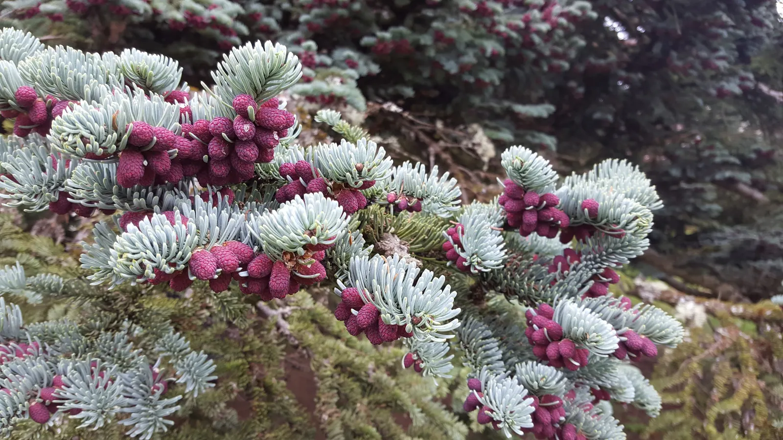 Noble Fir (Abies Procera) — Hardy in USDA zones 5-6, it prefers full sun to partial shade and well-drained soil