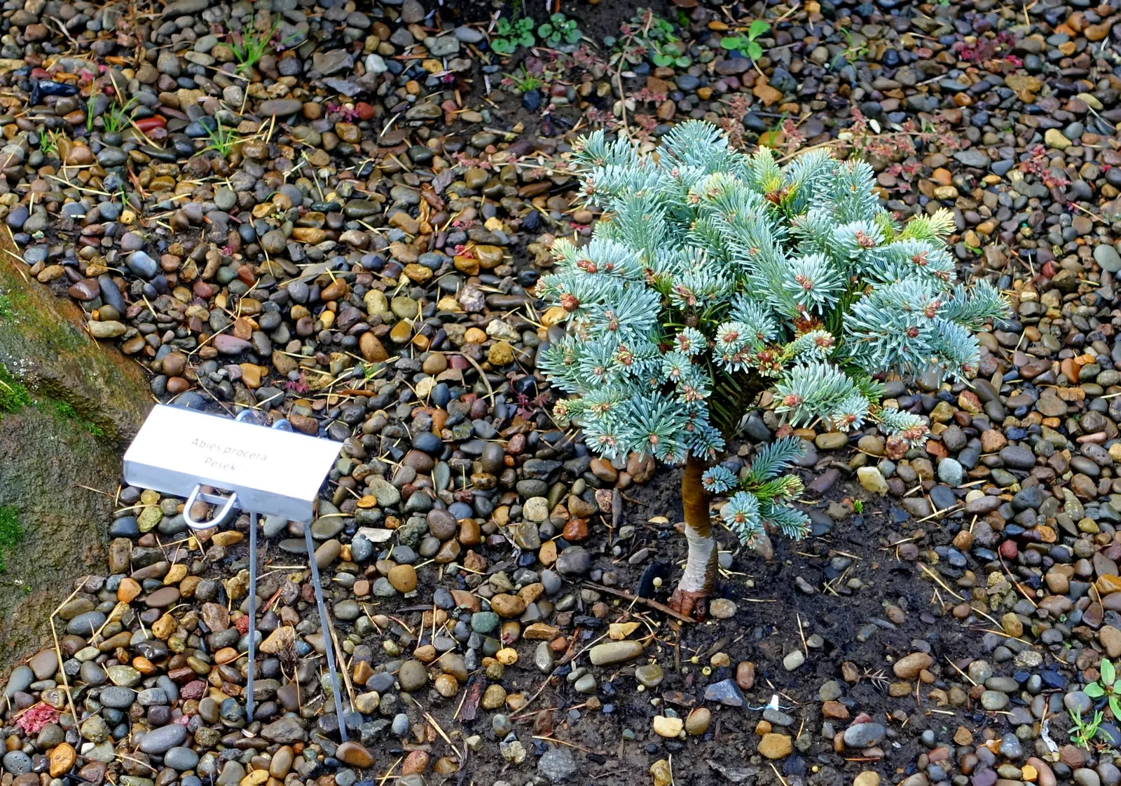 Noble Fir (Abies Procera) — renown for its symmetrical shape and dense; and are uniquely arranged in a spiral fashion
