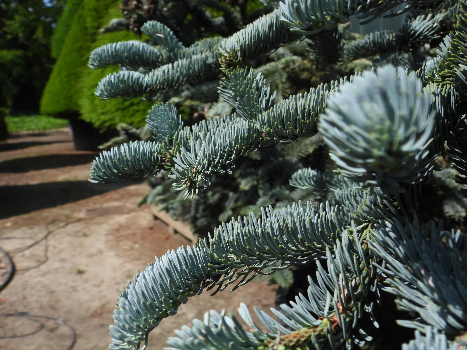 Noble Fir (Abies Procera) — may cast substantial shade