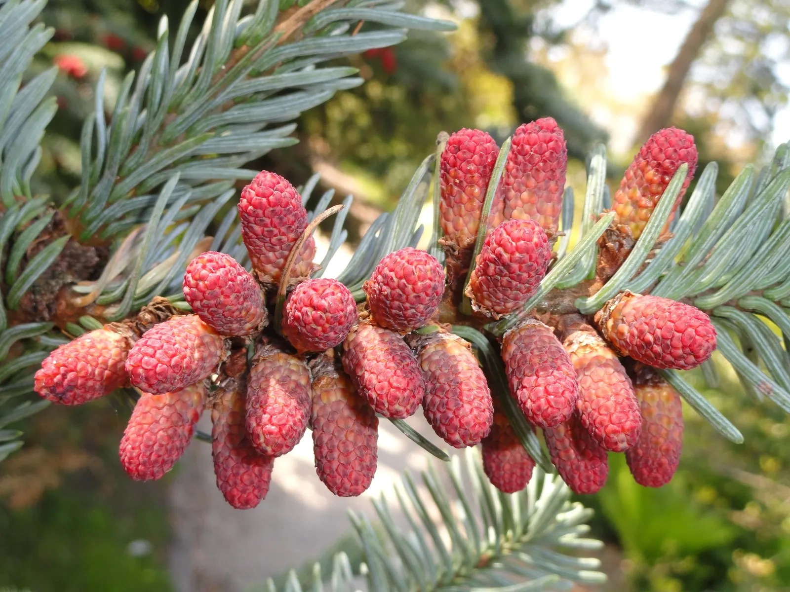 Noble Fir (Abies Procera) — The Noble Fir (Abies procera) is a majestic evergreen; it typically grows 40-70 feet