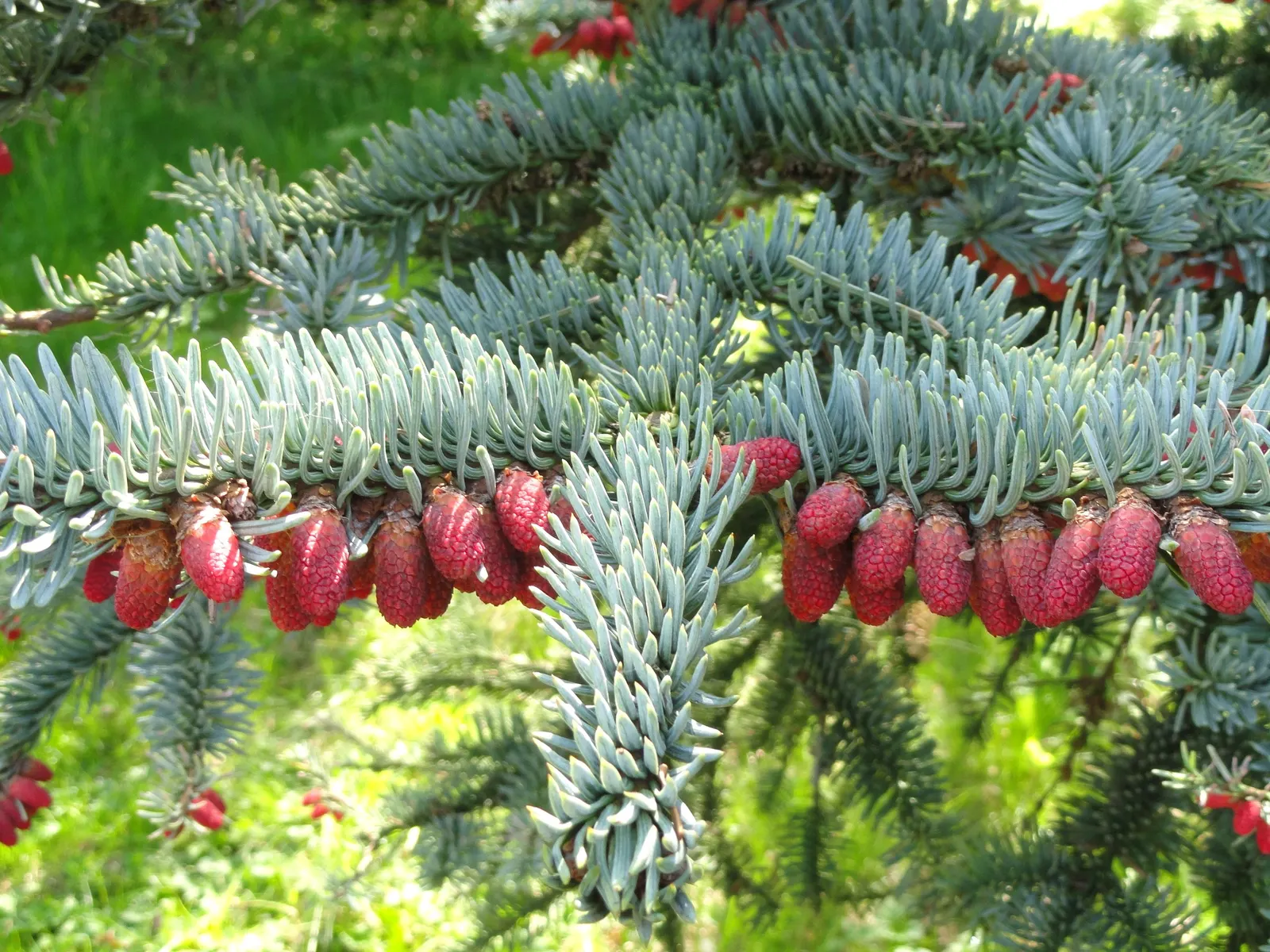 Noble Fir (Abies Procera) — and typically reach lengths of 4 to 6 inches; this coniferous giant may reach up to 230 feet tall in its native habitat