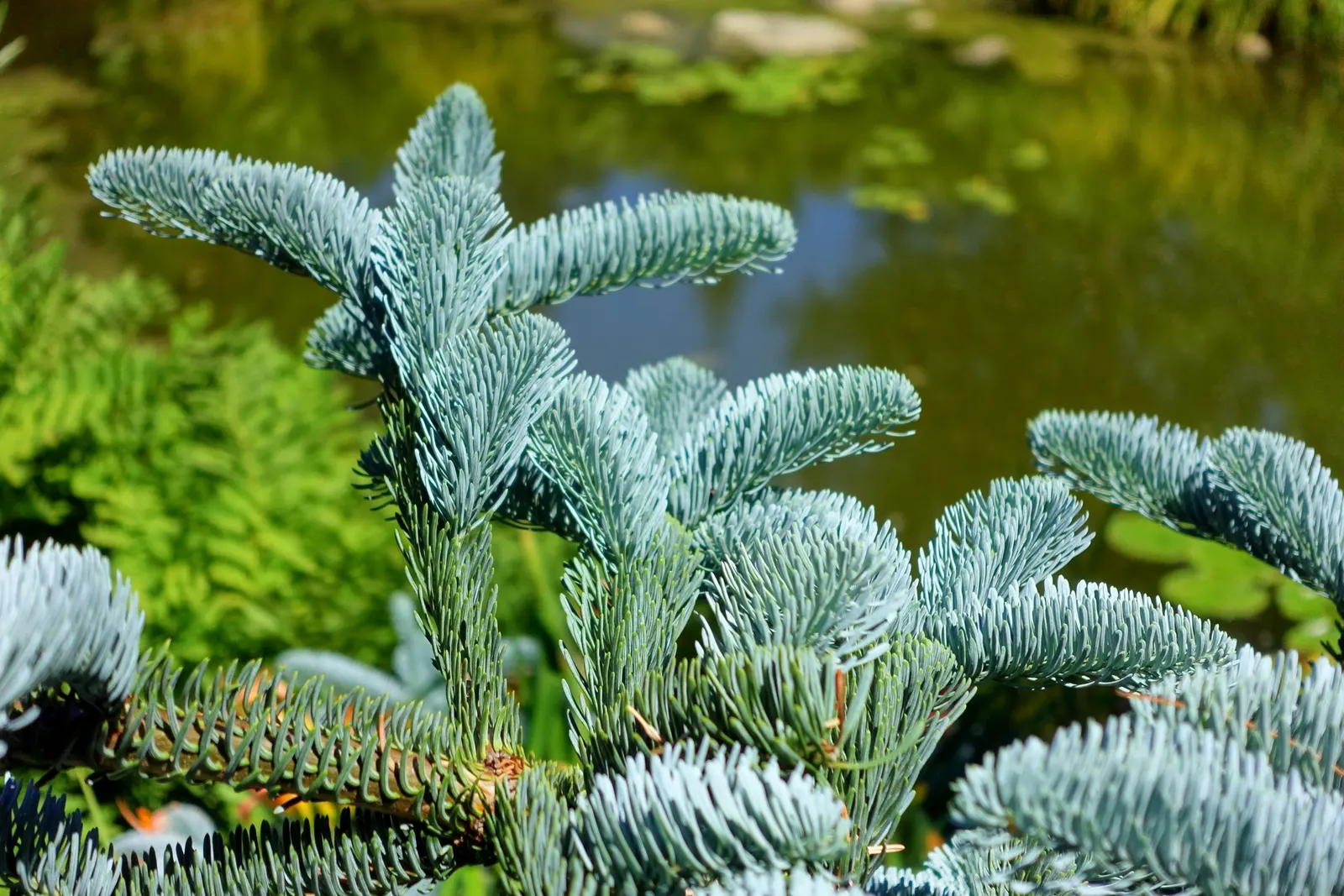 Noble Fir (Abies Procera) — measuring approximately 1 inch in length