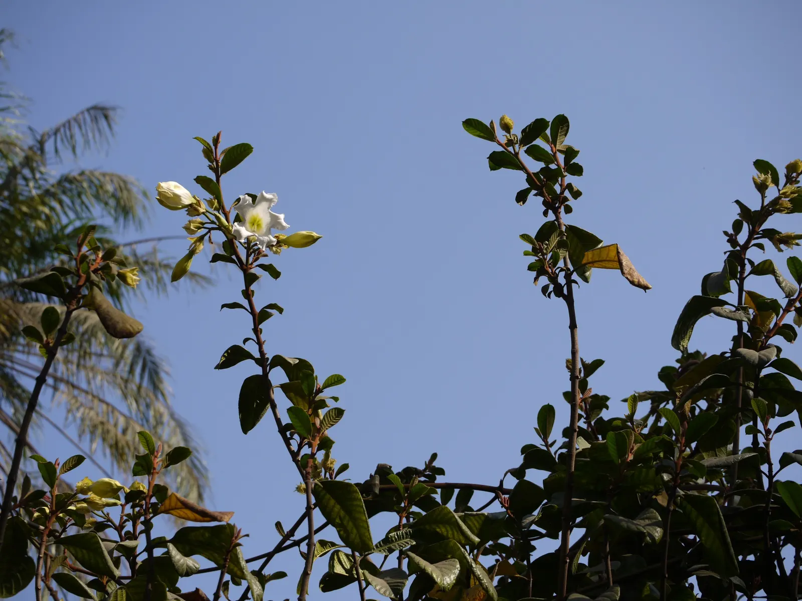 Easter Lily Vine, Herald's Trumpet (Beaumontia Grandiflora) — While the flowers are the main attraction