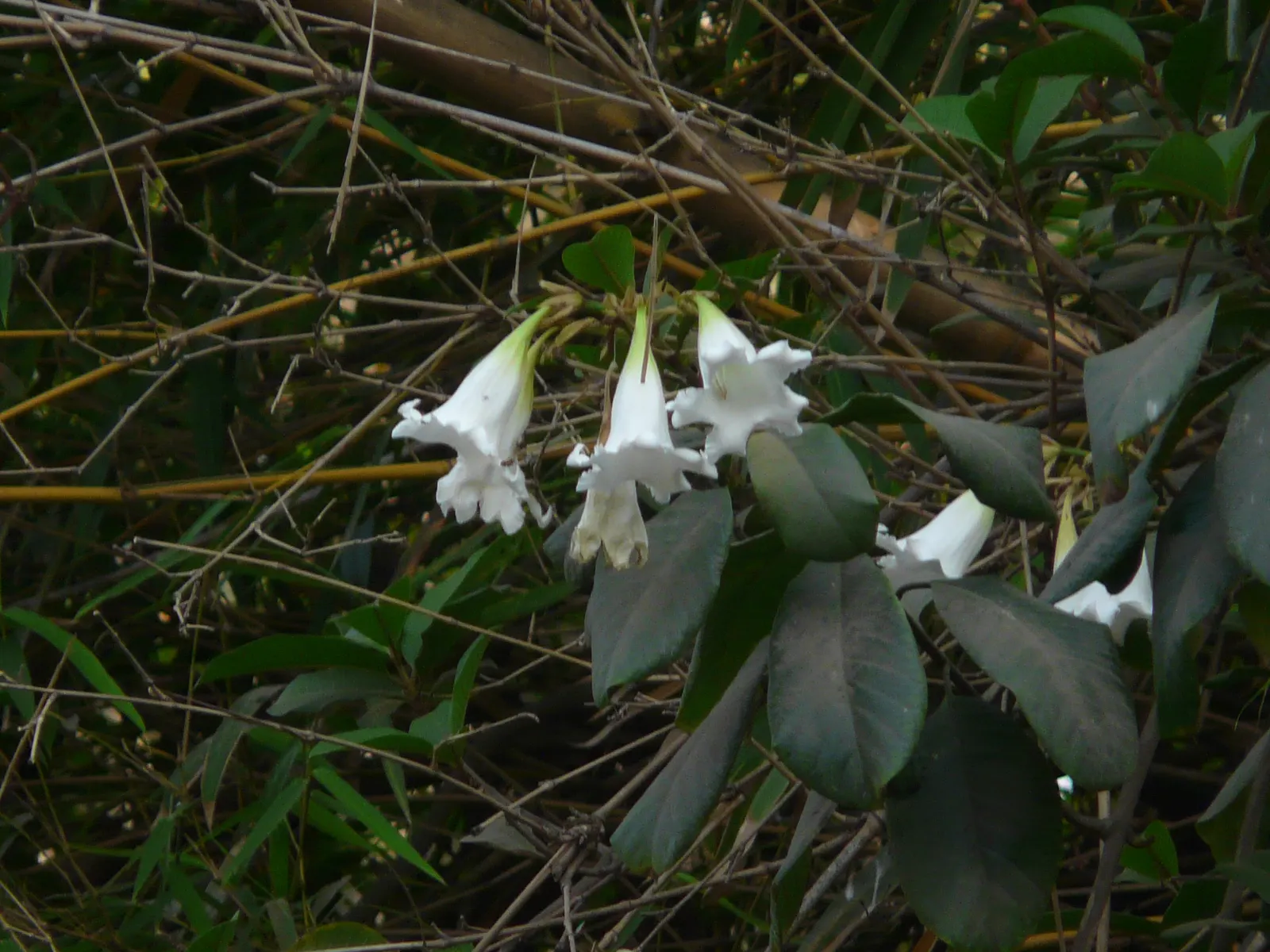 Easter Lily Vine, Herald's Trumpet (Beaumontia Grandiflora) — deep green foliage.<br><br>The Easter Lily Vine can reach impressive lengths of up to 40 feet