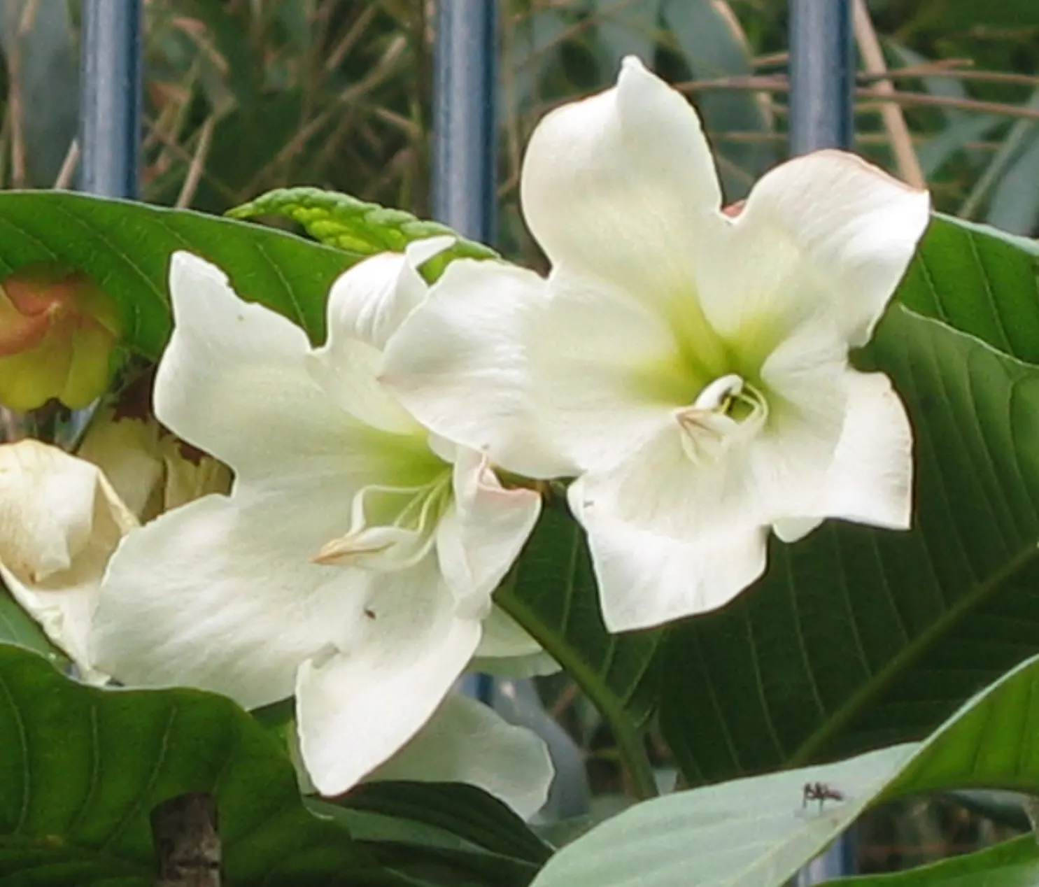 Easter Lily Vine, Herald's Trumpet (Beaumontia Grandiflora) — and thrives in full sun to partial shade