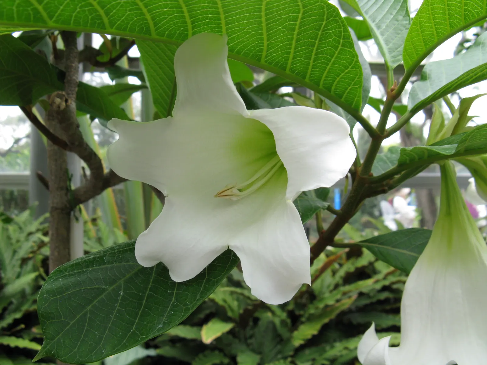 Easter Lily Vine, Herald's Trumpet (Beaumontia Grandiflora) — USDA hardiness zones for Easter Lily Vine are 9 to 11