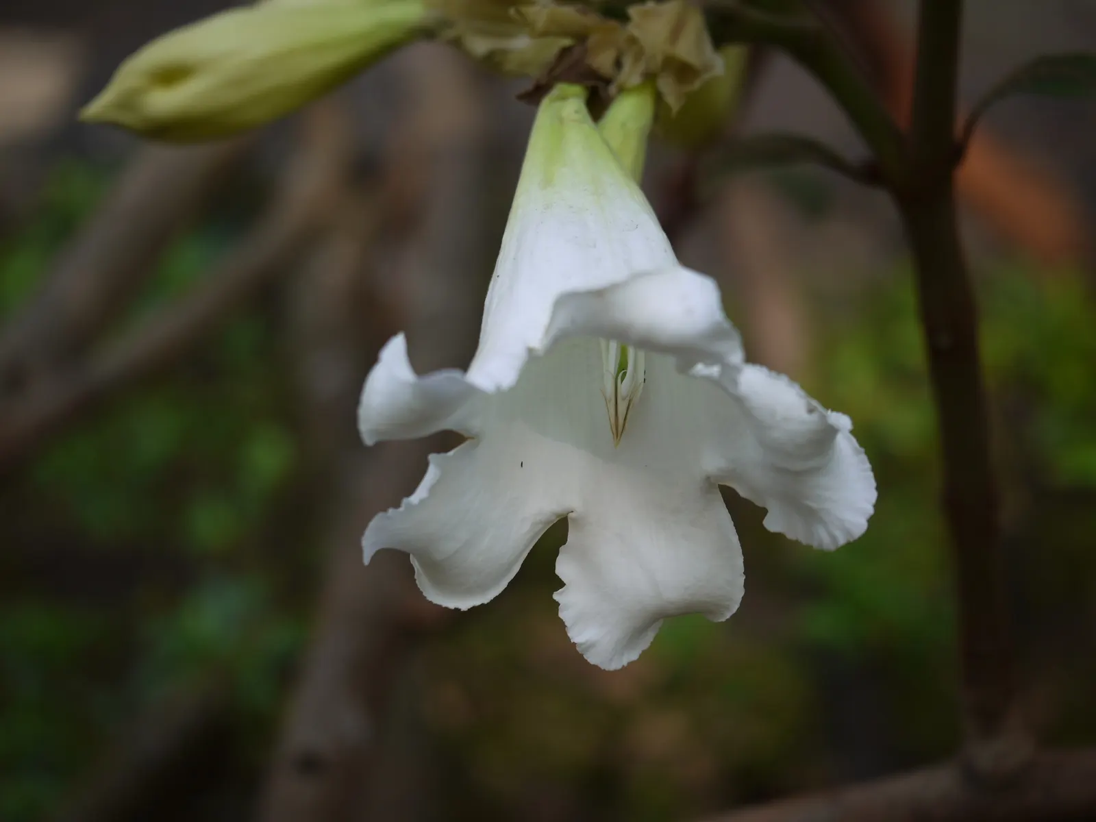 Easter Lily Vine, Herald's Trumpet (Beaumontia Grandiflora) — Herald's Trumpet produces clusters of fragrant