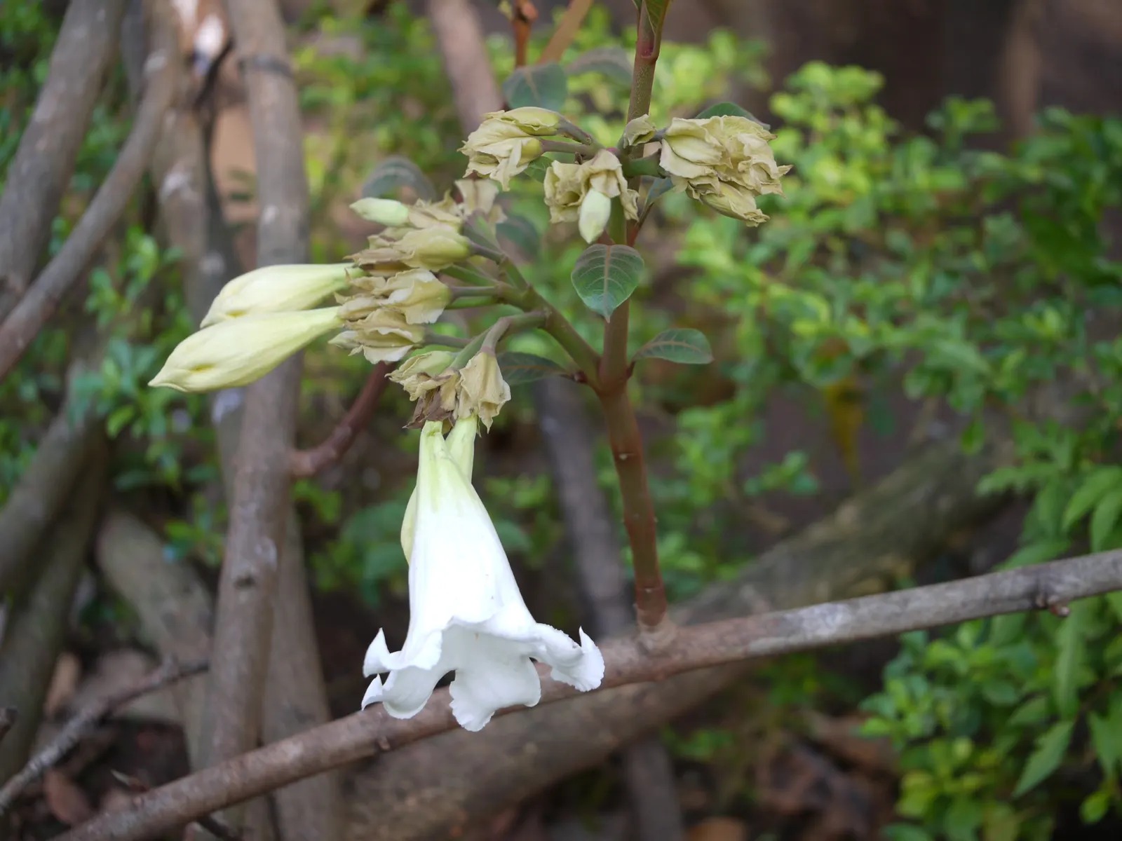 Easter Lily Vine, Herald's Trumpet (Beaumontia Grandiflora) — and measure about 4 to 8 inches long.<br><br>In late spring or early summer