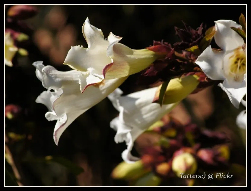 Easter Lily Vine, Herald's Trumpet (Beaumontia Grandiflora) — with a spread of 5 to 8 feet
