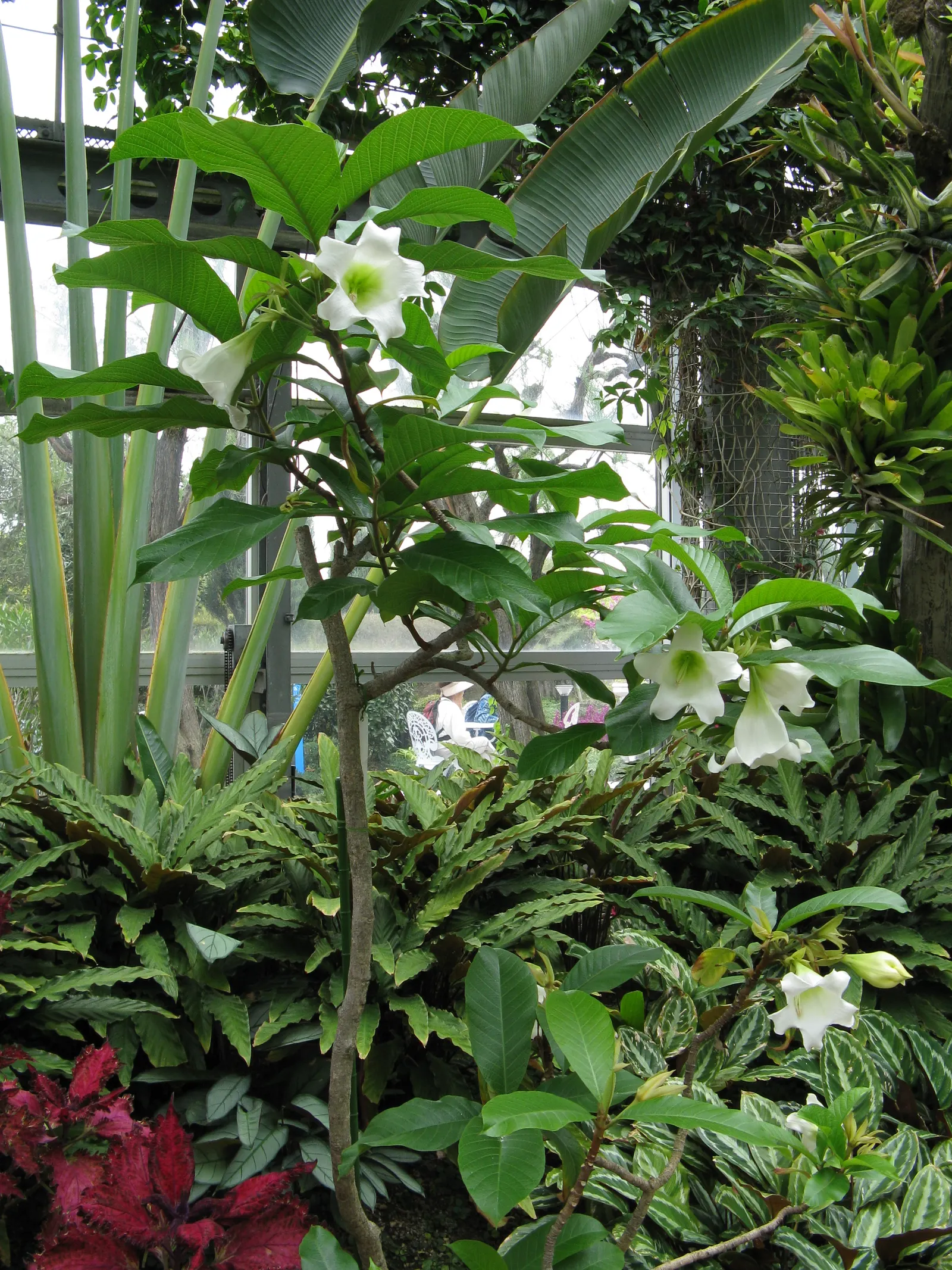 Easter Lily Vine, Herald's Trumpet (Beaumontia Grandiflora) — also known as Herald's Trumpet; commonly known as Easter Lily Vine or Herald's Trumpet