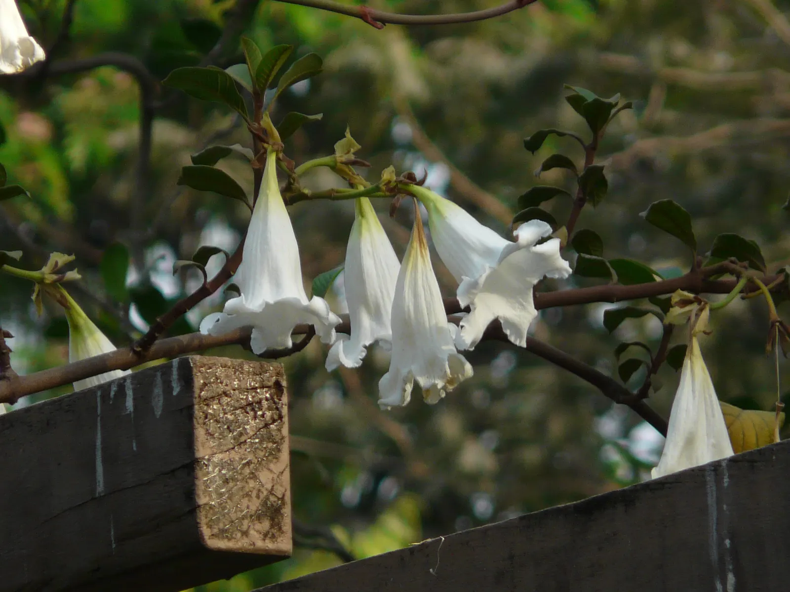 Easter Lily Vine, Herald's Trumpet (Beaumontia Grandiflora) — is a captivating perennial vine that can add a touch of tropical splendor to any landscape
