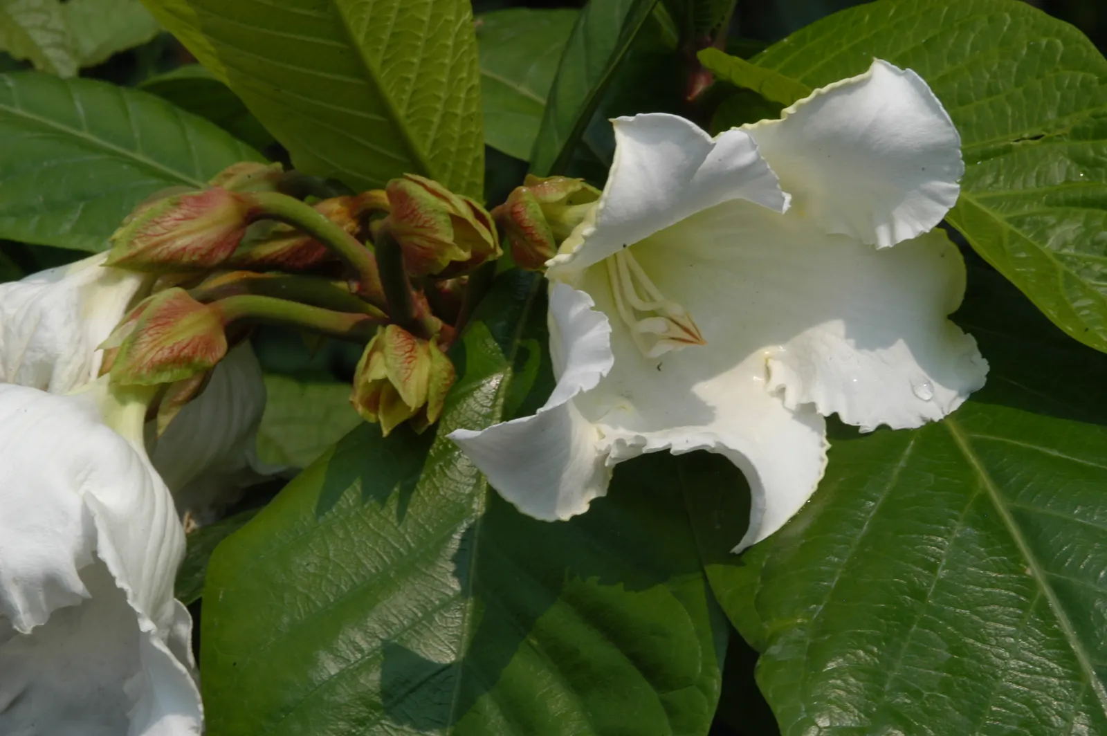 Easter Lily Vine, Herald's Trumpet (Beaumontia Grandiflora) — trumpet-shaped white flowers; vine with white blooms