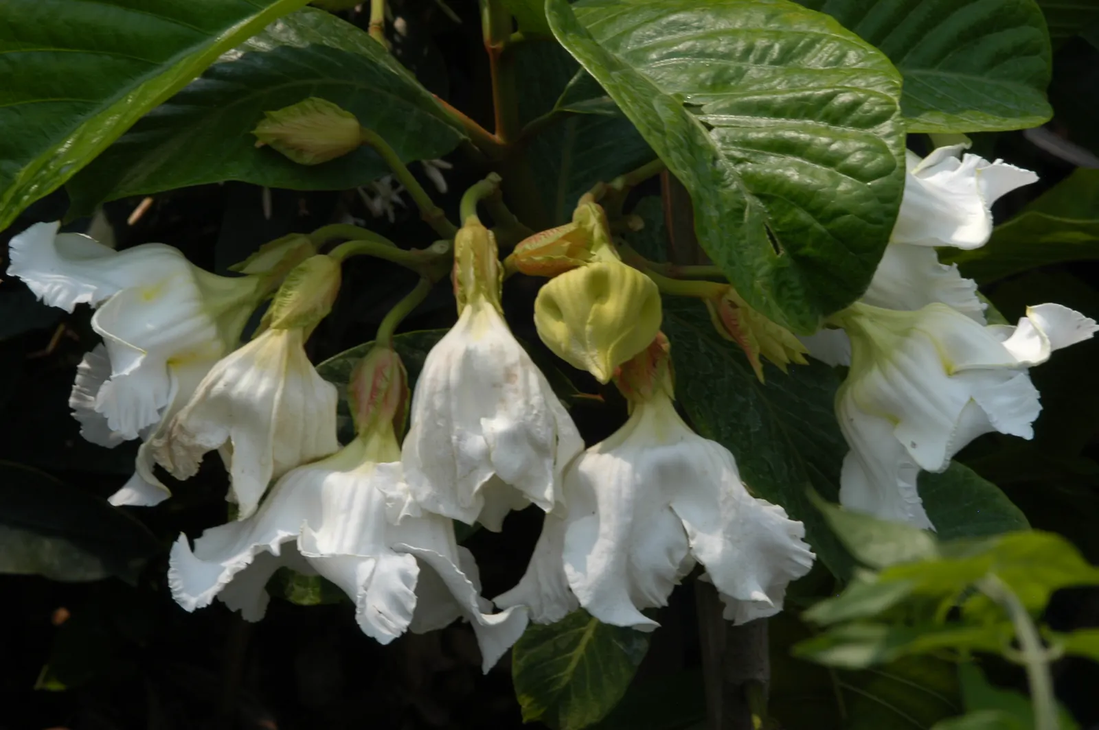 Easter Lily Vine, Herald's Trumpet (Beaumontia Grandiflora) — is a vigorous evergreen climber with glossy leaves