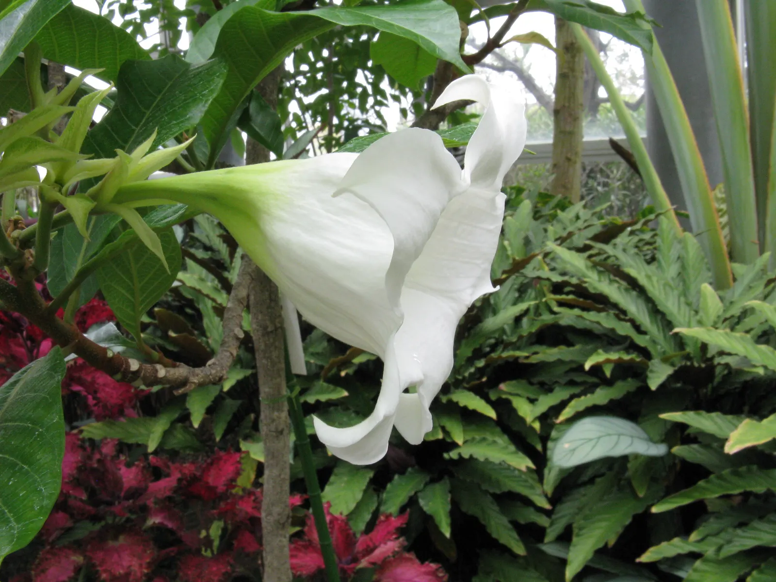 Easter Lily Vine, Herald's Trumpet (Beaumontia Grandiflora) — white flowers in the garden