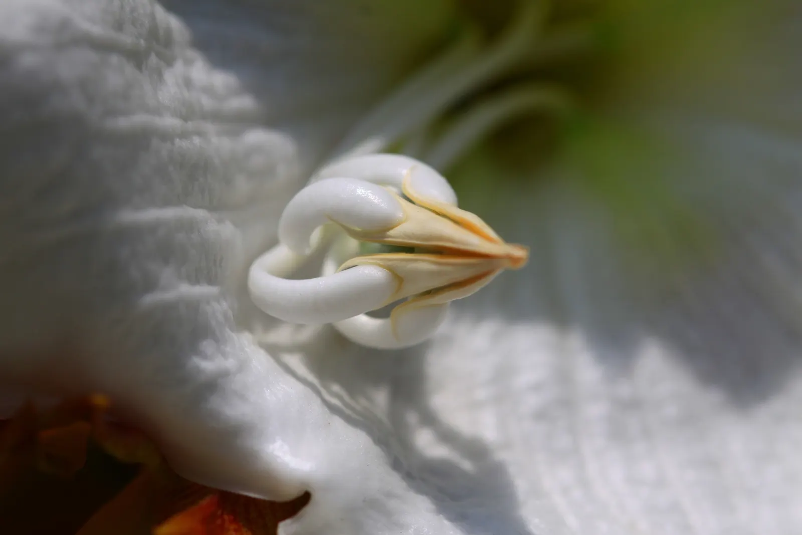 Easter Lily Vine, Herald's Trumpet (Beaumontia Grandiflora) — Ideal for trellises or walls