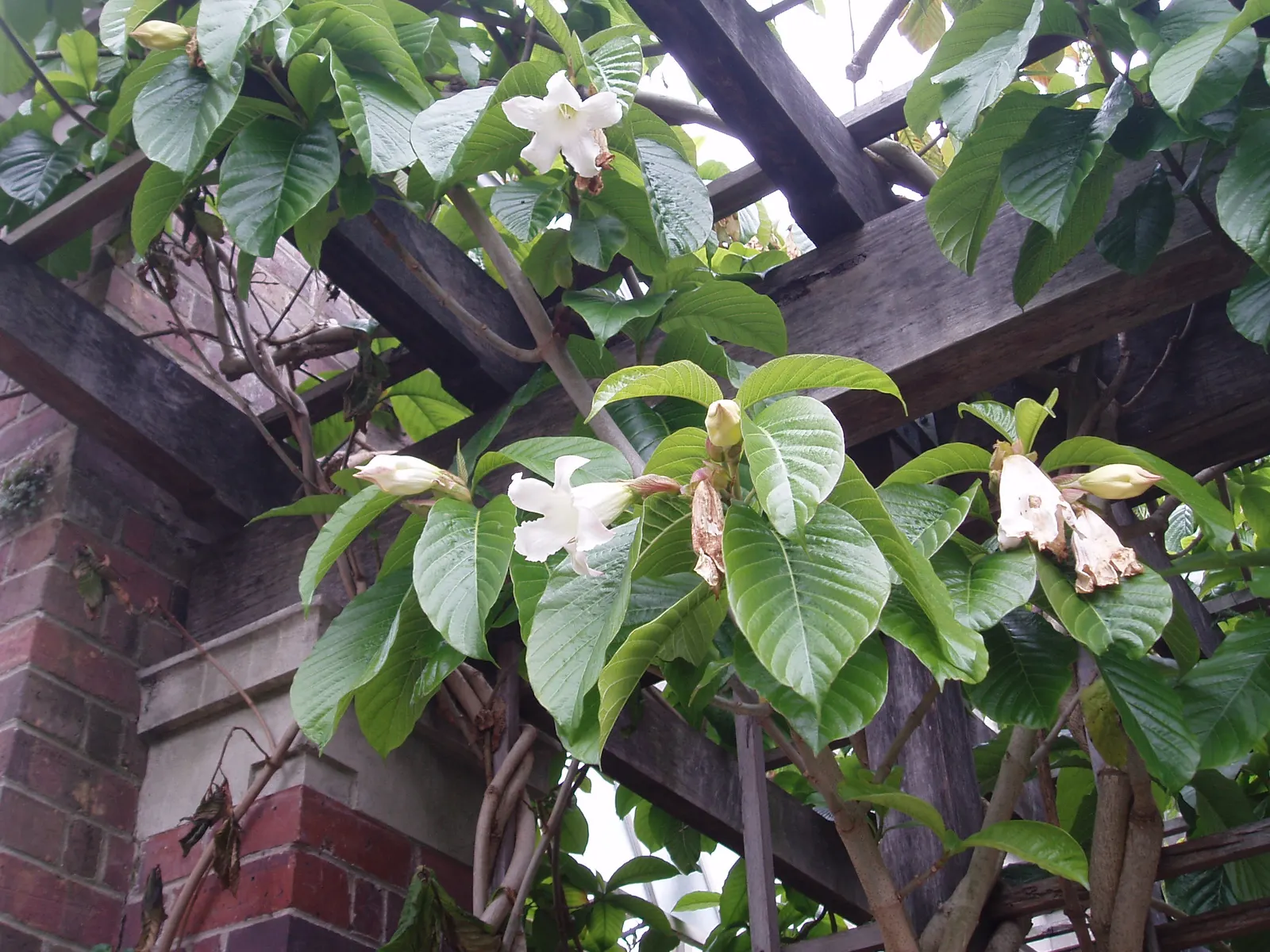 Easter Lily Vine, Herald's Trumpet (Beaumontia Grandiflora) — as the vine can take a few years to bloom from planting.<br><br>This plant prefers well-drained