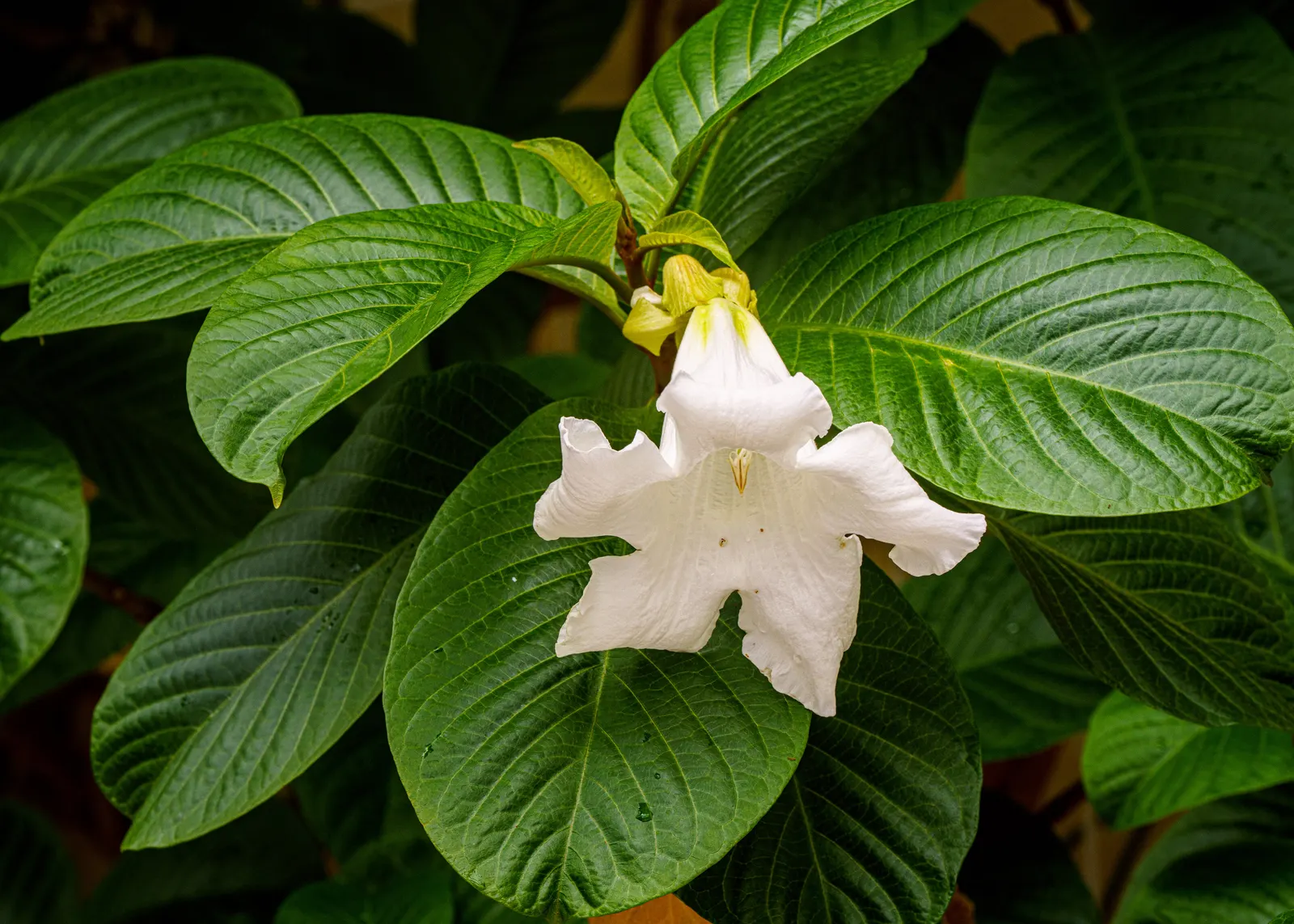 Easter Lily Vine, Herald's Trumpet (Beaumontia Grandiflora) — they may require some patience for the first appearance