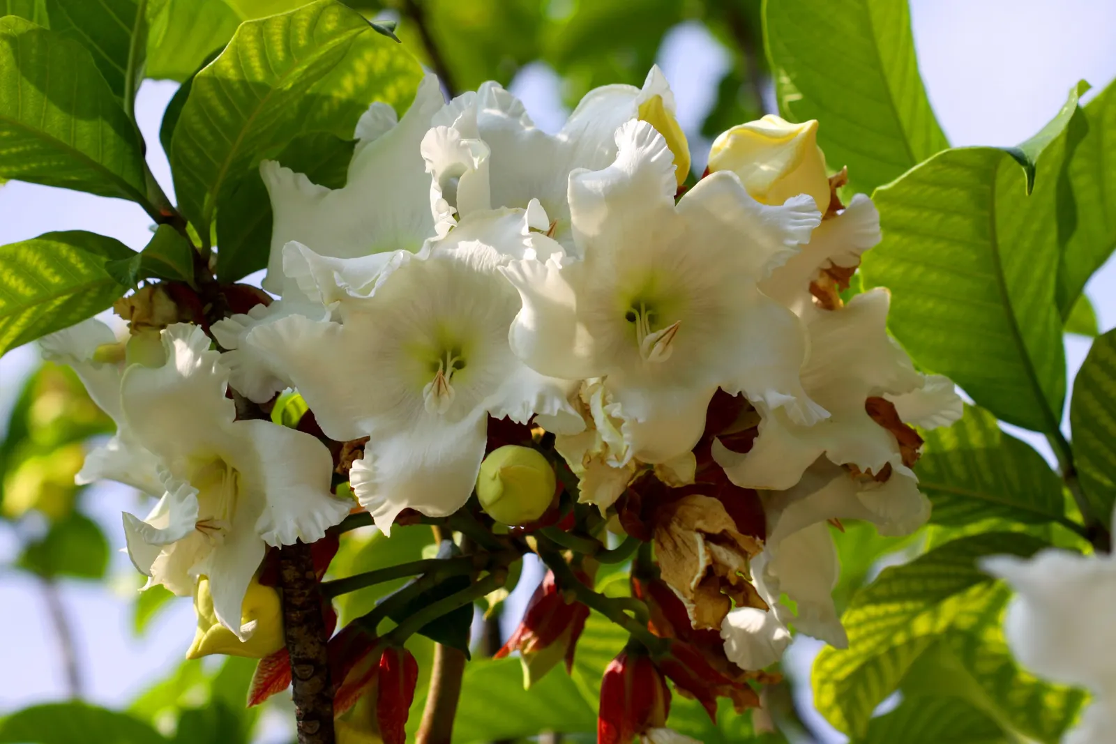 Easter Lily Vine, Herald's Trumpet (Beaumontia Grandiflora) — bloom in clusters throughout spring and summer