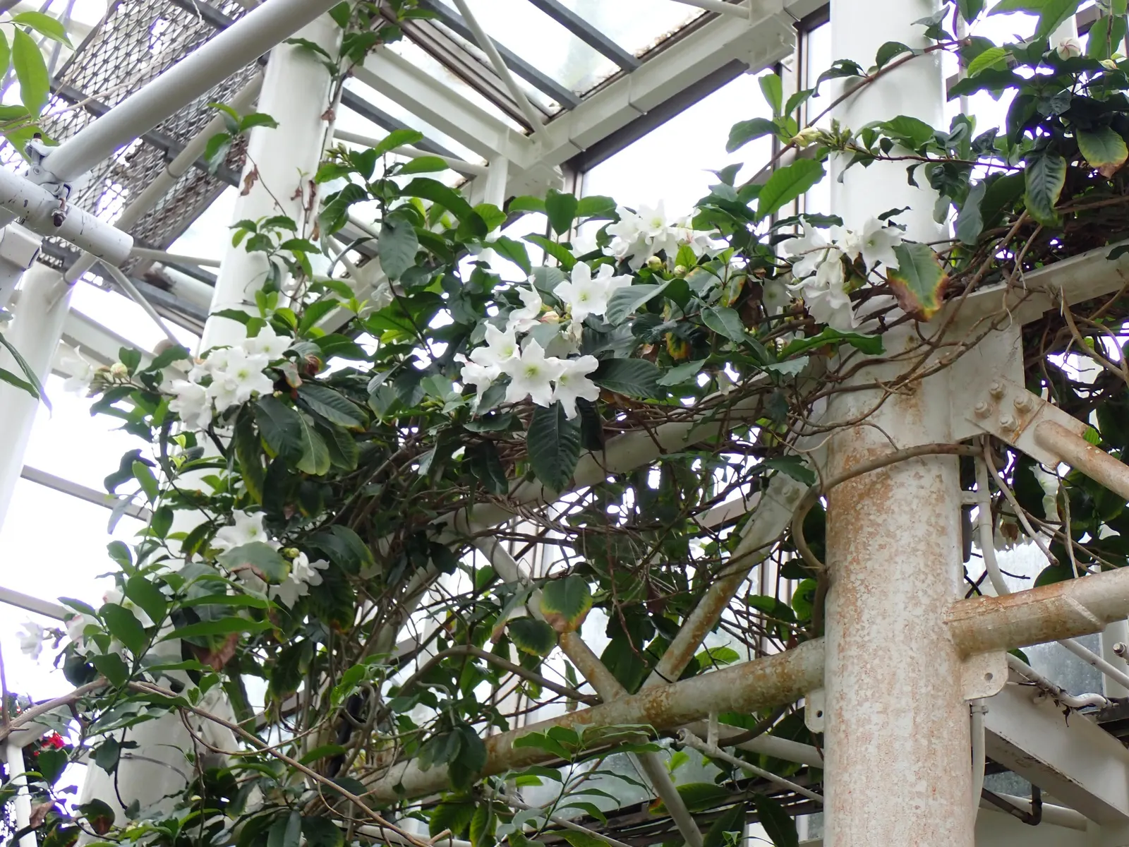 Easter Lily Vine, Herald's Trumpet (Beaumontia Grandiflora) — vine with white blooms