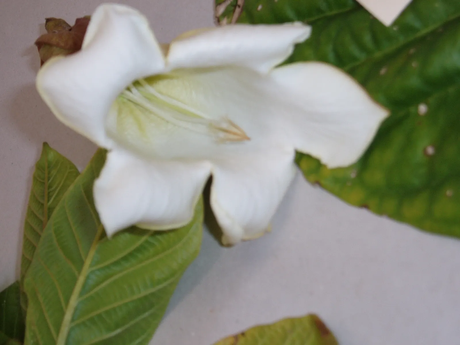 Easter Lily Vine, Herald's Trumpet (Beaumontia Grandiflora) — trumpet-shaped flowers and its lush