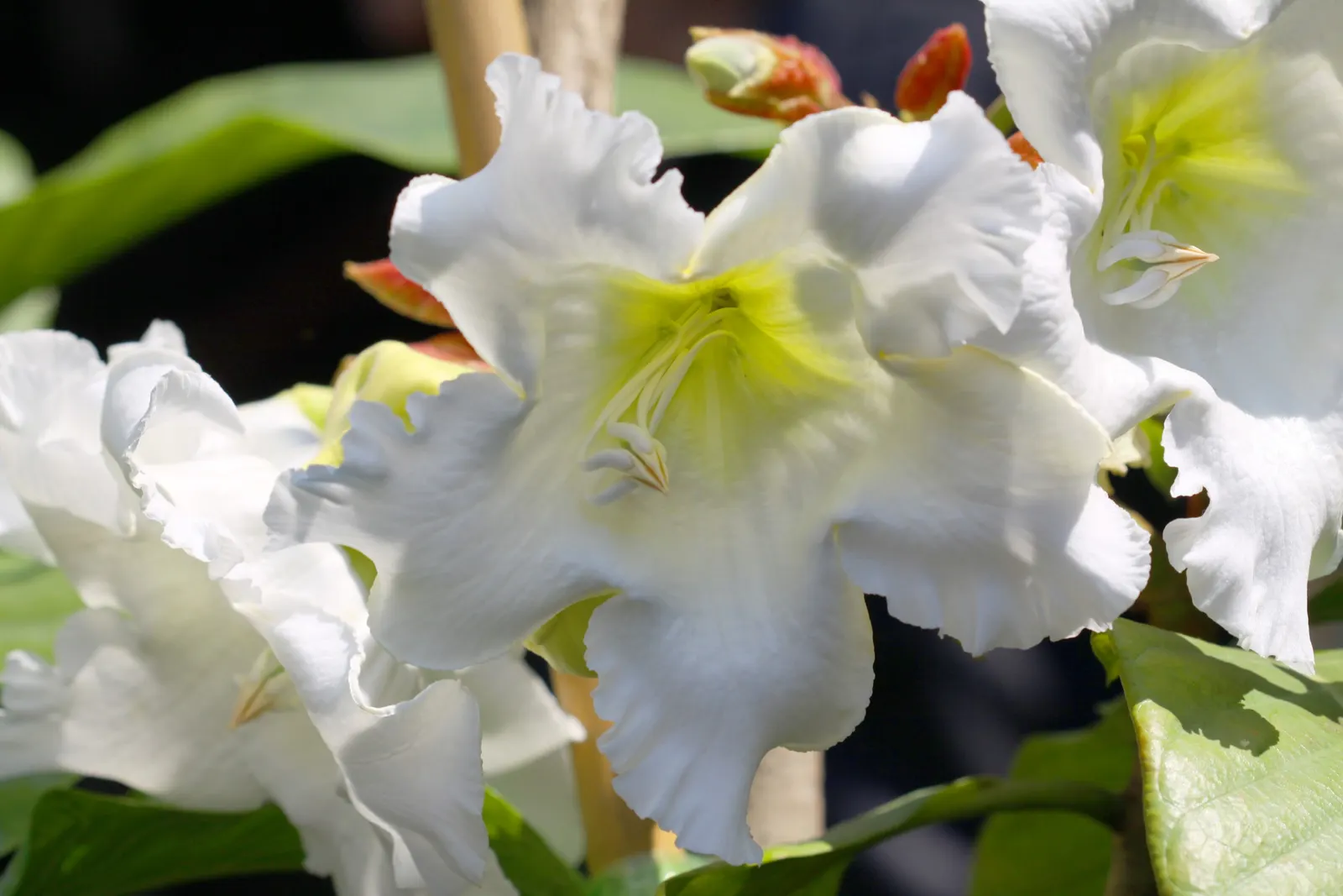Easter Lily Vine, Herald's Trumpet (Beaumontia Grandiflora) — frost-free environment.<br><br>When incorporating Beaumontia grandiflora into a garden landscape
