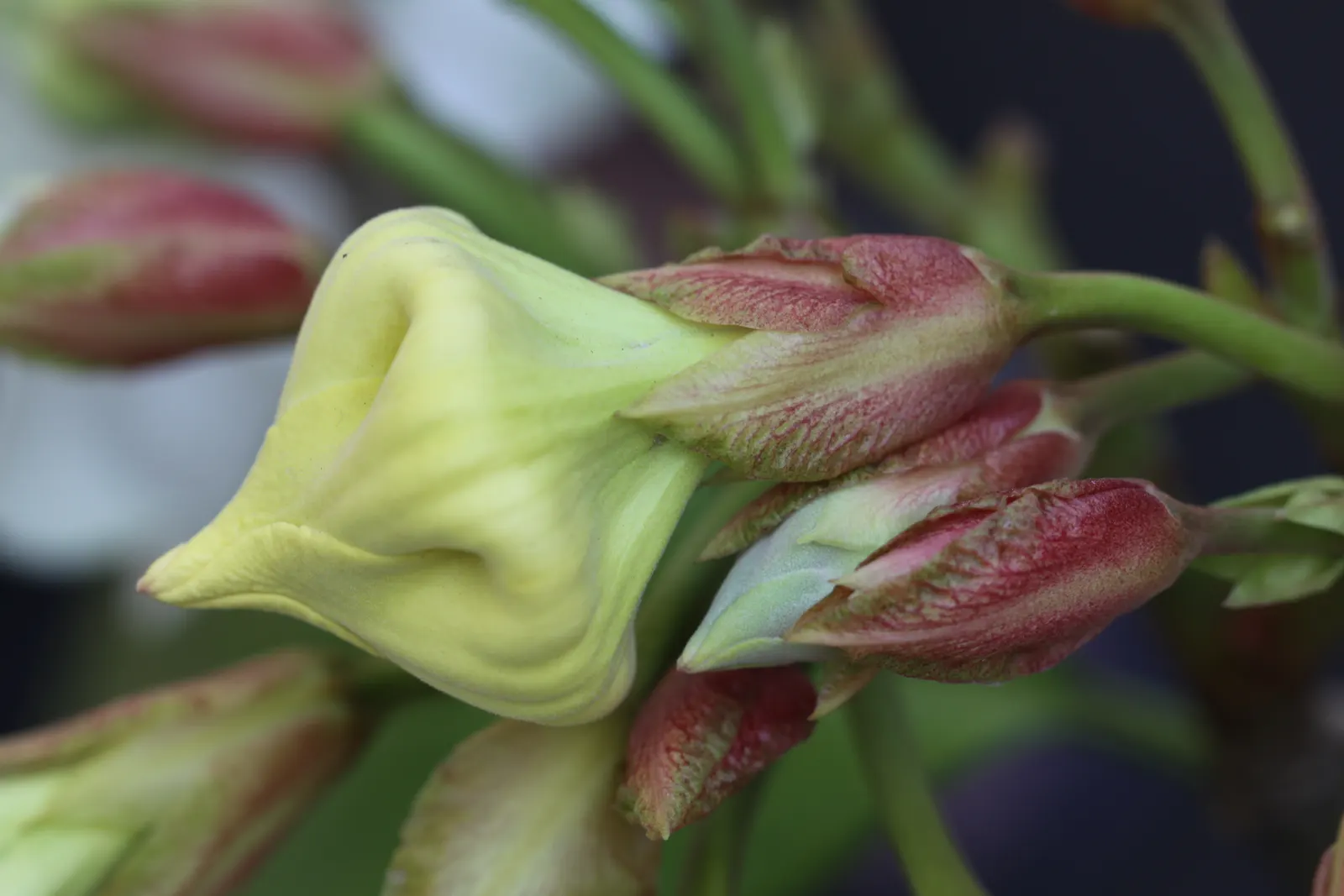 Easter Lily Vine, Herald's Trumpet (Beaumontia Grandiflora) — often spanning 6 to 10 inches in length
