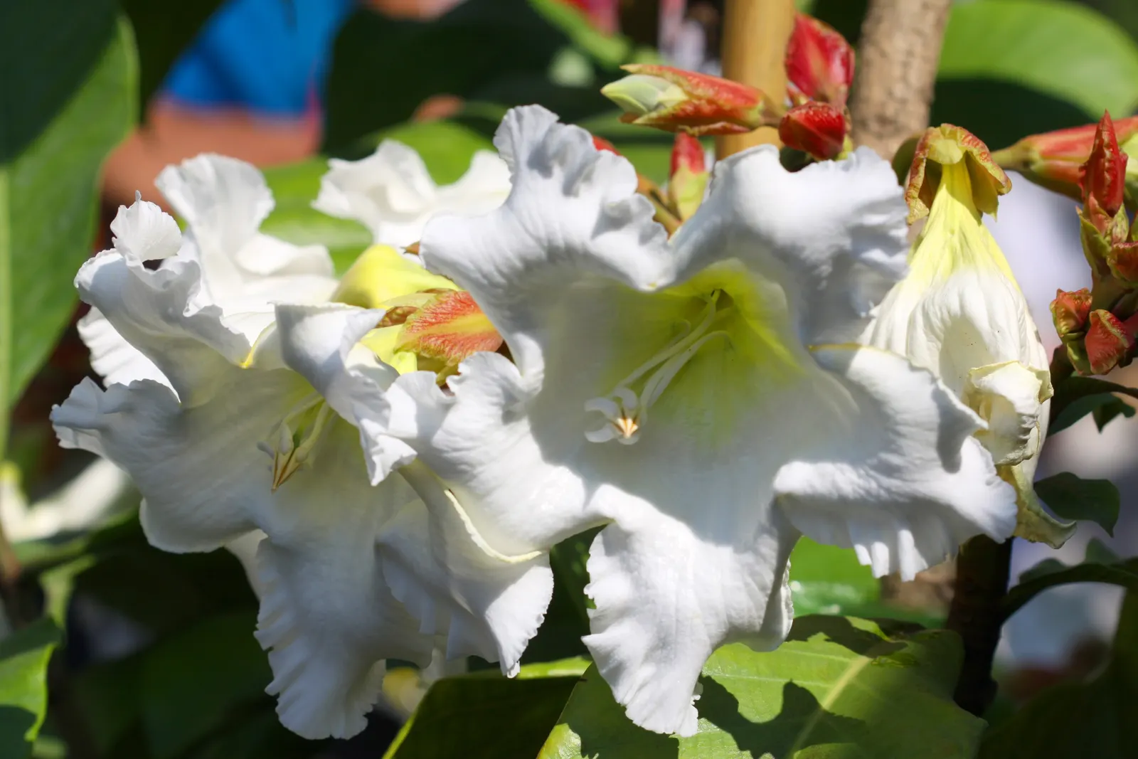 Easter Lily Vine, Herald's Trumpet (Beaumontia Grandiflora) — is a vigorous evergreen climber with glossy leaves; and measure about 4 to 8 inches